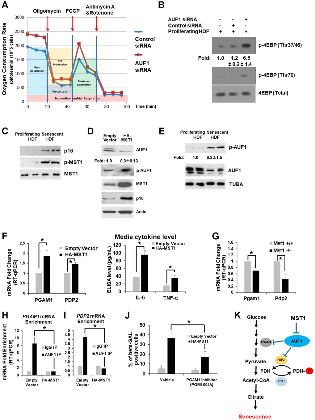 MST1-AUF1 pathway inhibits mitochondrial function and mTOR activity to promote senescence. (A) Measurement of the oxygen consumption rate using proliferating HDFs transfected with control or AUF1 siRNAs after treatment with oligomycin, FCCP, and Antimycin A and Rotenone over a given time course. (B) Western blot analysis of phosphorylated 4EBP on Thr37/46 and Thr70, indicating mTOR activity, a critical regulator of glucose metabolism and senescence. The results in (A) and (B) represent three independent experiments. (C) Western blot analysis of phosphorylated MST1 on Thr183 and total MST1 in proliferating and senescent HDFs. (D) Western blot analysis of AUF1, p-AUF1, MST1, and p16 in proliferating HDFs transfected with an empty vector or the cDNA plasmid of HA-tagged MST1. (E) Western blot analysis showing the levels of p-AUF1 and AUF1 in cell lysates from proliferating and senescent HDFs. The results in (B–E) represent three independent experiments. (F) RT-qPCR levels of PGAM1 and PDP2 mRNAs from total RNAs purified from proliferating fibroblasts transfected with an empty vector or the cDNA plasmid of HA-tagged MST1 (left). Media levels of IL-6 and TNF-α isolated from proliferating fibroblasts transfected with an empty vector or the cDNA plasmid of HA-tagged MST1 (right). (G) RT-qPCR levels of Pgam1 and Pdp2 mRNAs from total RNAs purified from Mst1+/+ and Mst1−/− mouse lung fibroblasts. (H, I) RT-qPCR levels of co-purifying PGAM1 (H) and PDP2 mRNAs (I) from immunoprecipitated AUF1 in HDFs transfected with an empty vector or HA-tagged MST1, compared to IgG control precipitates. The graphs are averages ± standard deviations (S.D.) of four independent experiments (*p J) Number of β-GAL-positive fibroblasts in the presence or absence of a chemical inhibitor against PGAM1, PGMI-004A (20 μM), in proliferating fibroblasts transfected with an empty vector or the cDNA plasmid of HA-tagged MST1. The graphs in (J) are an average ± S.D. of three independent experiments (*p K) Schematic representation of the MST1-AUF1-PDP2/PGAM1 pathway in the regulation of glycolysis and senescence.