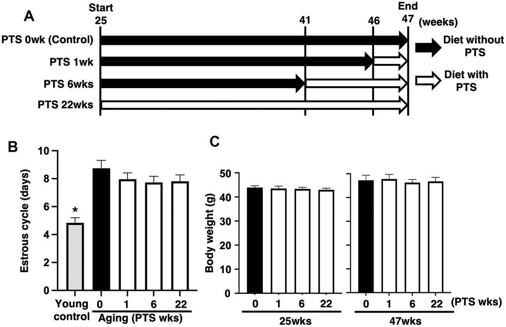 Study design and outcomes of pterostilbene ingestion on estrous cycle and body weight during mouse aging. (A) Study design for in vivo experiments. A total of 80 ICR mice at 25 weeks (wks) of age were housed until 47 weeks of age and fed either with or without pterostilbene (PTS). These mice were divided into four groups (20 mice in each group) based on four different feeding durations: 0 (control), 1, 6, and 22 weeks. Additionally, young mice served as controls in some experiments to confirm the effect of aging on reproduction. Mice were weighed and recorded at the start of pterostilbene ingestion (25 weeks of age) and again at 47 weeks of age. After reaching 47 weeks, ovulated oocytes were collected and counted following human chorionic gonadotropin injection for ovulation induction. Subsequently, in vitro fertilization-embryo transfer was performed to determine the rates of fertilization, blastocyst formation, implantation, live pups, and abortion. Some ovulated oocytes were used for analyses of mitochondrial functions. (B) Estrous cycles during 22 weeks of pterostilbene ingestion. Estrous cycles were evaluated by examining vaginal epithelial cell smears collected every 48 hours (n=18-20 animals, with n=78 observations per animal). For the control group, young ICR mice at six weeks of age were used as young controls. (C) Body weights of animals. Body weights of animals in each group were recorded at 25 and 47 weeks of age at the start and end of pterostilbene ingestion, respectively (n=18-20 animals). The bars represent the mean ± standard error (SE). *, p 