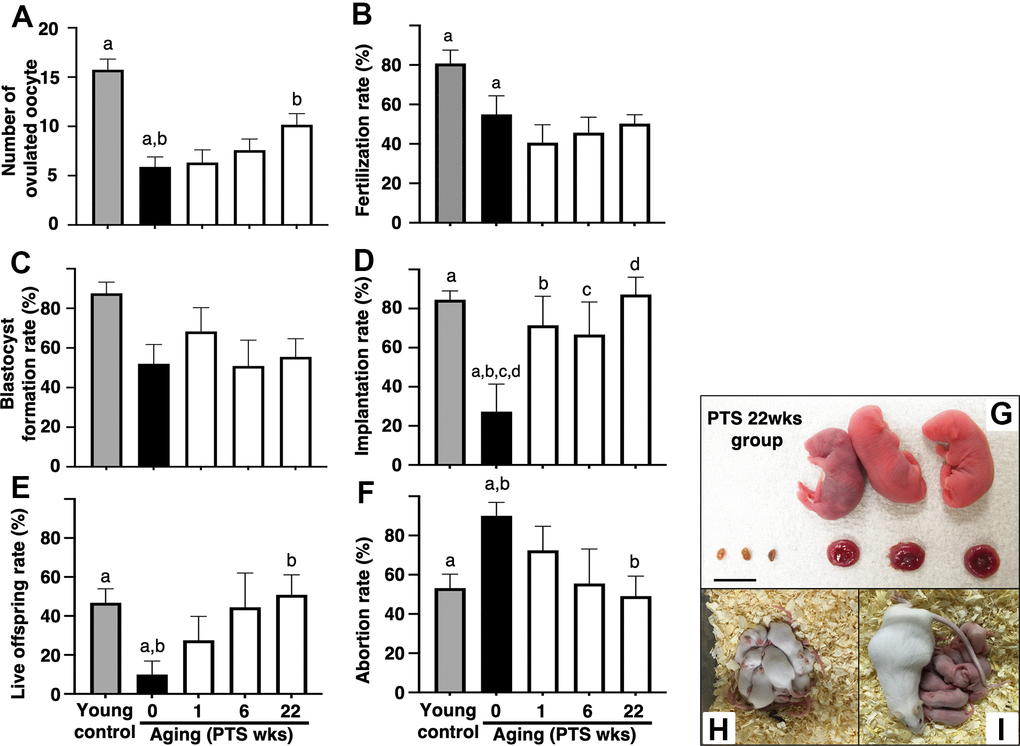 Effects of pterostilbene ingestion on reproductive outcomes in aged mice. Ovulation was induced at the proestruus stage following 47 weeks of pterostilbene (PTS) ingestion by administrating human chorionic gonadotropin (hCG). At 15 hours post-hCG injection, cumulus-oocyte complexes (COCs) were collected from the oviduct ampulla and subsequently inseminated with sperm from fertile male mice. At 16 hours after culture, 2-cell stage embryos were collected and allowed to develop to the blastocyst stage for an additional 72 hours of culture. Following the completion of embryo culture, the blastocysts from each animal were transferred to independent recipient mice. A Caesarian section was performed 16 days after embryo transfer to ascertain the number of implantation sites and live offspring. For the young control group, ICR mice at six weeks of age were used (young control). (A) Number of ovulated oocytes. The number of ovulated oocytes was quantified by the removal of cumulus cells surrounding oocytes after insemination using a stereomicroscope (n=18-20 animals). (B) Fertilization rate (the number of 2-cell stage embryos divided by the number of ovulated oocytes) (n=11* - 17 animals, 40-86 two-cell stage embryos per group). *, three mice in the control group, seven mice in the PTS 1-week group, four mice in the PTS 6-weeks group, and one mouse in the PTS 22-weeks group did not ovulate. (C) Blastocyst formation rate (the number of blastocysts divided by the number of 2-cell stage embryos) (n=10*-15 animals, 18-51 blastocysts per group). *, oocytes retrieved from three mice in the control group, one mouse in the PTS 1-week group, two mice in the PTS 6-weeks group, and one mouse in the PTS 22-weeks group did not fertilize. (D) Implantation rate (the number of implanted blastocysts divided by the number of transferred blastocysts) (n=9-13* animals, 10-46 implanted blastocysts per group). *, 2-cell stage embryos derived from three mice in the control group, one mouse in the PTS 1-week group, four mice in the PTS 6-weeks group, and two mice in the PTS 22-weeks group were arrested in their development before reaching the blastocyst stage. (E) Live offspring rate (the number of live offspring divided by the number of transferred blastocysts) (n=9-13 animals, 5-32 live offspring per group). (F) Abortion rate (1 minus the live offspring rate). (G) Representative images of live offspring and placentas derived from the PTS 22-weeks group. Scale bars, 10 mm. Following the Caesarian section, the offspring were nursed by foster mothers to assess their health status and were mated at 8 weeks of age to confirm their fertility. (H) The offspring at 10 days after Caesarian section. (I) The offspring with delivered pups. The bars represent the mean ± SE. Different letters (A–D) show significant differences (p 