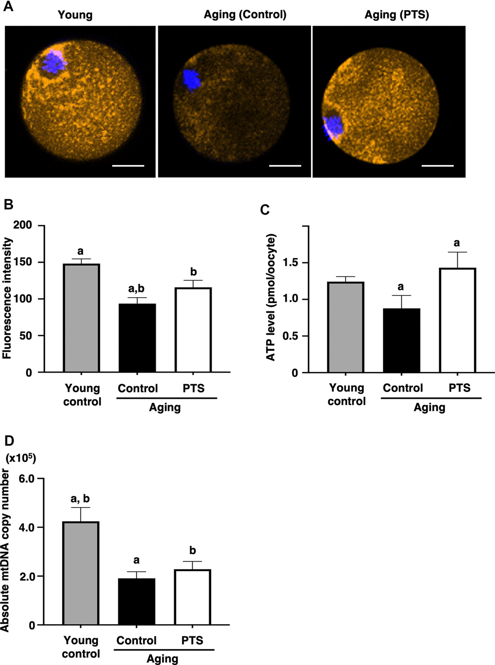 Effects of pterostilbene ingestion on mitochondrial functions in oocytes derived from aged mice. Mature oocytes derived from aged mice without (control) or with 22 weeks of pterostilbene (PTS) ingestion, and young animals without pterostilbene ingestion (young) were subjected to different mitochondrial assays. (A, B) Mitochondrial membrane potential. (A) Representative fluorescence images demonstrating mitochondrial membrane potential, visualized using the MitoTracker™ dye (orange). The oocyte nuclei were counterstained with Hoechst 33342 (blue). Scale bars, 20 μm. (B) The fluorescence intensities of mitochondrial membrane potential. The intensity of mitochondrial fluorescence in ooplasm of mature oocytes was measured, excluding that in the first polar body (n=10 oocytes per group). (C) ATP levels in mature oocytes. The ATP levels per mature oocyte were quantified using the ATP-Glo™ Bioluminometric Cell Viability Assay Kit (young: n=26, control: n=29, and PTS: n=19 oocytes). (D) Mitochondrial DNA (mtDNA) copy numbers of mature oocytes. The copy number was measured by absolute real-time RT-PCR. (young: n=18 oocytes, control: n=11, PTS: n=13 oocytes). The bars represent the mean ± SE. Different letter (A, B) indicate significant differences (p 