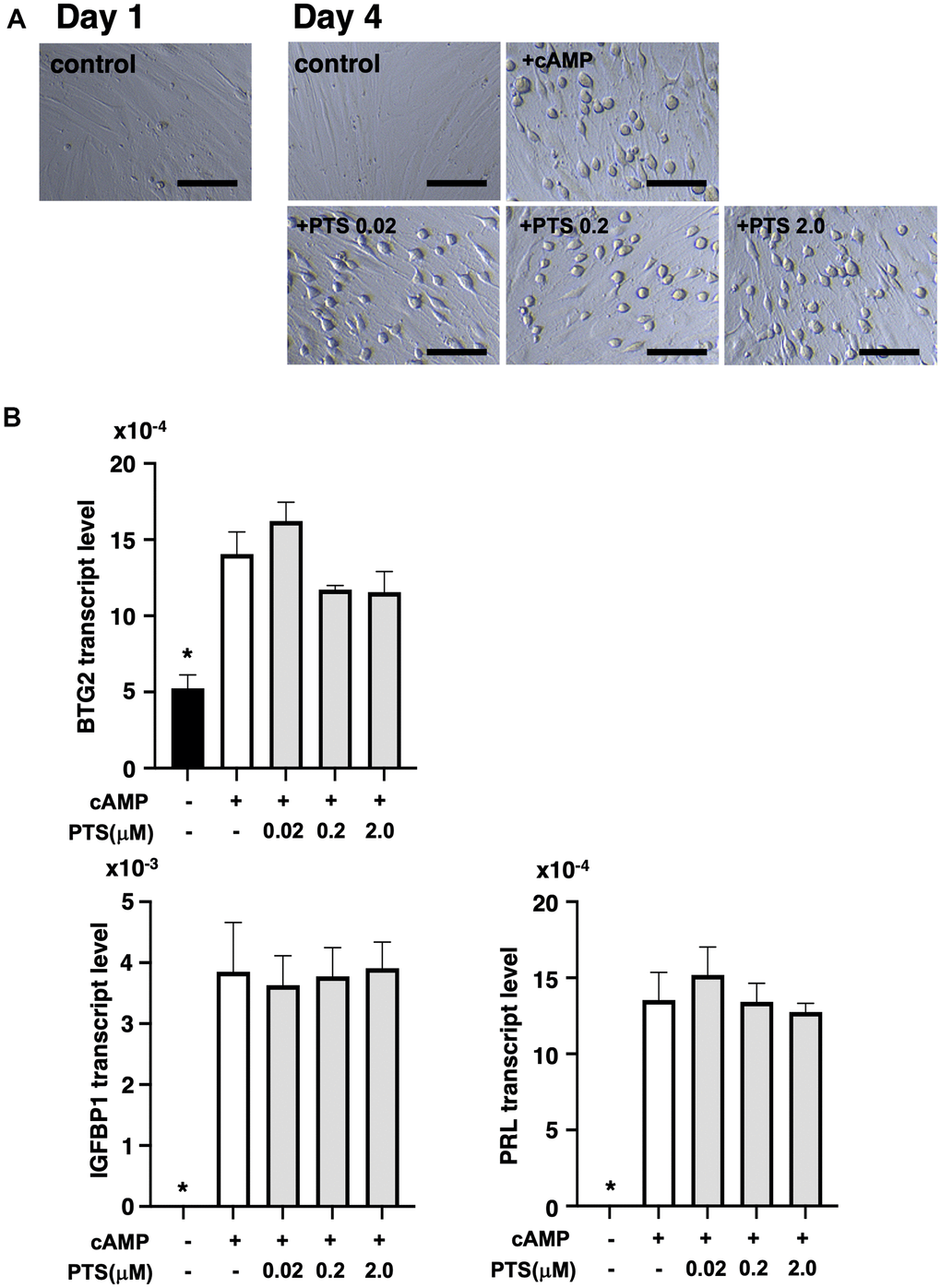 Effects of pterostilbene ingestion on morphological and genetic markers of uterine endometrial decidualization in the human endometrial stromal cell line (THESC). The THESC cells were cultured and then in vitro decidualization was induced using 8-bromo-cAMP (cAMP) without or with different doses of pterostilbene (PTS) for four days. The untreated group served as a control. (A) Morphological changes in THESC before and after decidualization induction. The cells displayed a cobblestone-like morphology following decidualization. Scale bars: 50 mm. (B) Changes in genetic markers for endometrial decidualization. The transcript levels of BTG2, IGFBP1, and PRL genes in THESC cells were measured by real-time RT-PCR following decidualization induction. The bars represent mean ± SE. *, p 
