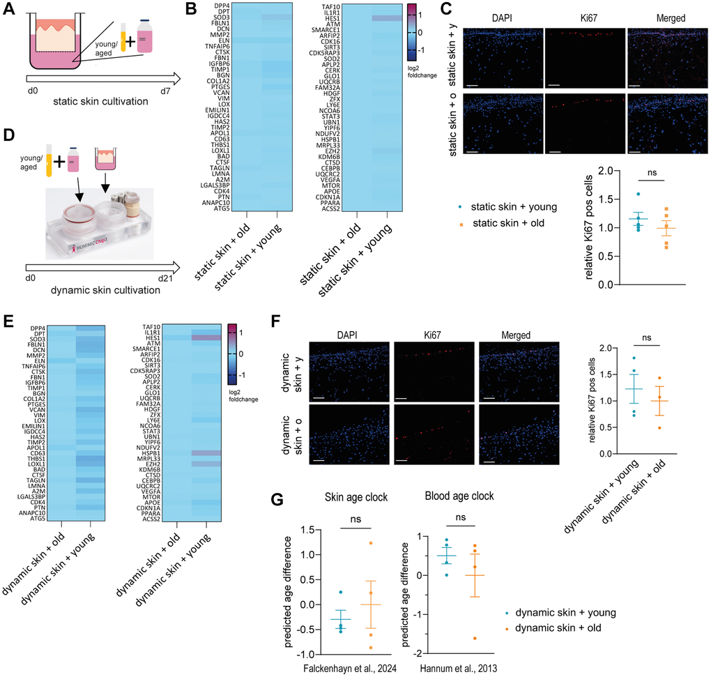 Young or old human serum alone does not have an effect on 3D skin models in static or dynamic culture. (A–C) Human 3D skin models (Phenion®) were statically cultured with either young (60 years) human serum as depicted in (A) for 7 days before analysis. (B) Heatmap indicating relative gene expression of skin models treated with old vs. young human serum, normalized to treatment with old serum. (C) Cryosections of treated skin models were analyzed by immunofluorescence staining of Ki67 (red). Representative images (scale bar = 100 μm) are shown in the upper panel. Bar graphs show the relative proportion of Ki67+ cells normalized to treatment with old serum. (D–F) Human long life 3D skin models (Phenion®) were cultured dynamically using the HUMIMIC Chip3plus for 21 days in the presence of young or old human serum as depicted in (D). (E) Heatmap showing relative gene expression of dynamically cultured 3D skin models treated with old vs. young human serum, normalized to the control cultured with old serum. (F) Immunofluorescence staining of Ki67 (red) of dynamic 3D skin models comparing old to young human serum. Representative images (scale bar = 100 μm) are shown. Bar graphs show the relative proportion of Ki67+ cells normalized to treatment with old serum. (G) Determination of the DNA methylation-based biological age using the skin DNA methylation clock [7] and the blood age clock [8], normalized to treatment with old serum. Data are shown as mean values +/− SEM obtained from 1 experiment with 3–5 replicates, unpaired t-test, ns = p > 0.05, Author of HUMIMIC Chip3plus image in (D): TissUse GmbH, licensed under CC BY ND 4.0.
