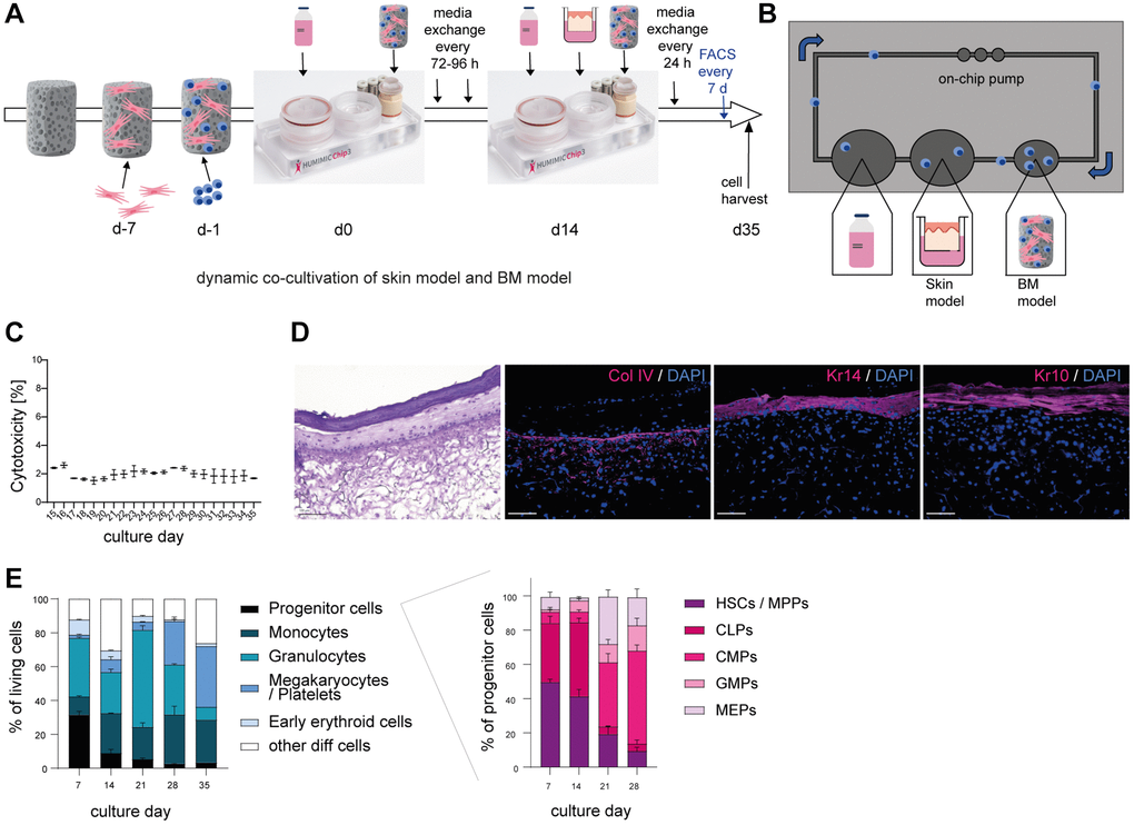 Successful co-cultivation of skin model and BM model in a long term dynamic in vitro MPS. Human BM-MSCs were pre-cultured on a hydroxyapatite coated zirconiumoxide based Sponceram® scaffold for 7 days, before adding human BM-CD34+ cells and transfer to the HUMIMIC Chip3plus. After two weeks, 3D long life skin models (Phenion®) were added to the Chip for another 3 weeks as depicted in (A). (B) Top view of the HUMIMIC Chip3plus illustrating the composition including skin model, BM model, media flow through the on-chip pump and recirculating BM-derived cells. (C) Measurement of LDH release in the supernatant of the co-culture. Cytotoxicity was determined as the percentage of released LDH normalized to the maximum LDH release of the skin models and BM cells after induced lysis. (D) Hematoxylin and eosin (left) and immunofluorescence (right) staining of Collagen IV (Col IV, red), Keratin 14 (Kr14, red) and Keratin 10 (Kr10, red) of the 3D skin model. Representative images, scale bar = 100 μm. (E) The proportions of different BM cell populations were determined using flow cytometry. Left, the percentage of all BM model populations (progenitor cells, monocytes, granulocytes, platelets/megakaryocytes, and early erythroids) among living cells is shown. Right, the percentage of progenitor cell populations such as hematopoietic stem cells (HSCs) and multipotent progenitors (MPPs), common lymphoid progenitors (CLPs), common myeloid progenitors (CMPs), granulocyte-monocyte progenitors (GMPs) and megakaryocyte-erythrocyte progenitors (MEPs) among all progenitor cells is depicted. Data are shown as mean values +/− SEM obtained from 1 experiment with 1–2 replicates. Author of HUMIMIC Chip3plus image in (A): TissUse GmbH, licensed under CC BY ND 4.0.