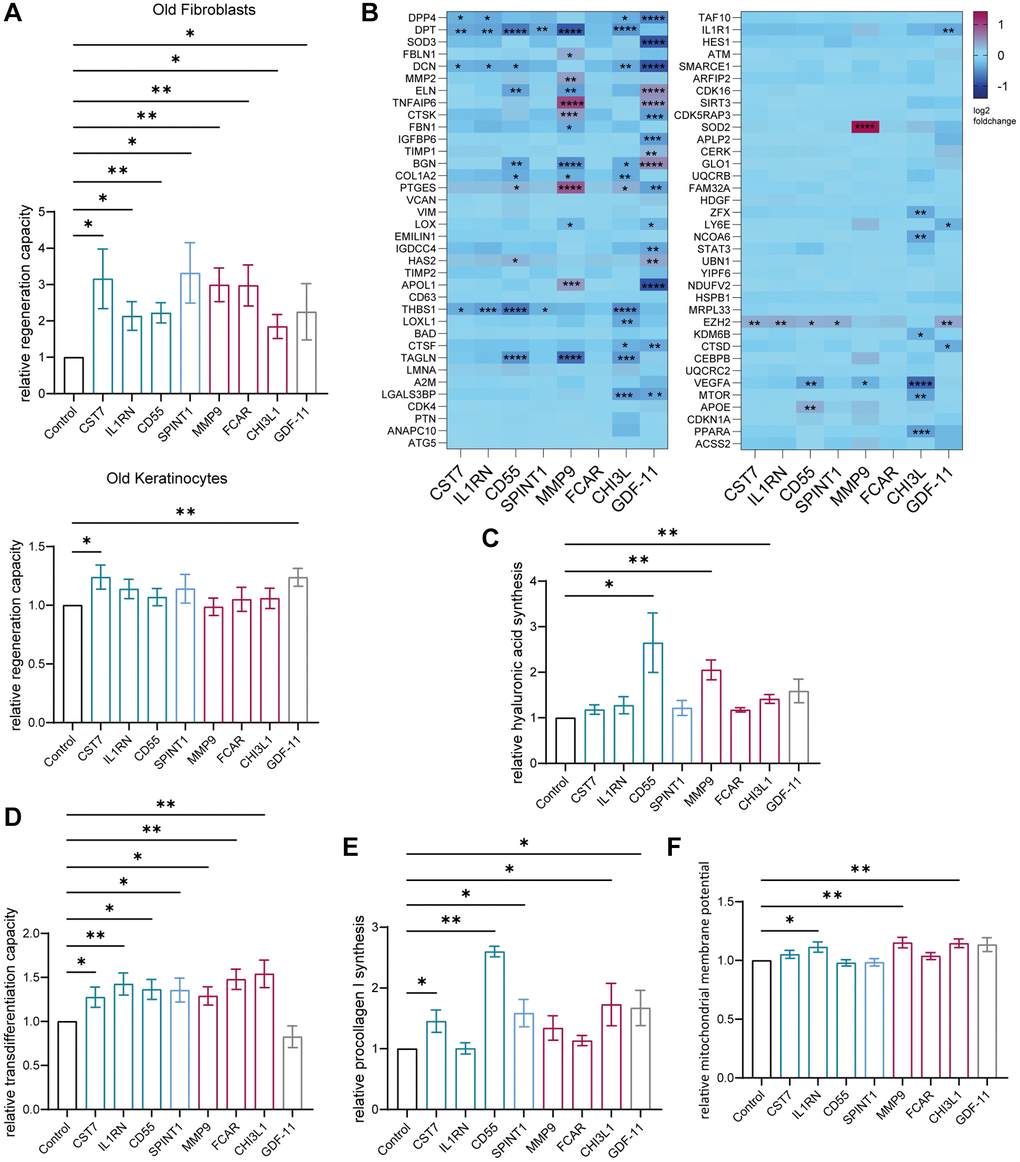 Age-associated proteins secreted by the young BM model rejuvenate skin cells. Old (>60 years) human primary dermal fibroblasts and old (>60 years) human primary epidermal keratinocytes were statically cultured and treated with 100 ng/ml of the appropriate downregulated age-associated protein for 72 hours. (A) Immunofluorescence staining of Ki67 of fibroblasts (top) and keratinocytes (bottom). Bar graphs show the relative proportion of Ki67+ cells normalized to the corresponding untreated control, n = 5–20. (B) Heatmap indicating relative gene expression of statically cultured fibroblasts treated with proteins normalized to the untreated control, n = 4. (C) Bar graph illustrating the relative production of hyaluronic acid normalized to the untreated control, measured in the supernatant of fibroblasts, n = 3–7. (D) Bar graph showing the relative ability of fibroblasts to differentiate into adipocyte-like cells of fibroblasts treated with proteins normalized to the control cultured without proteins, n = 7–14. (E) Bar graph showing the relative production of procollagen 1 normalized to the untreated control, measured in the supernatant of fibroblasts, n = 3–7. (F). Bar graph illustrating the relative mitochondrial membrane potential of treated fibroblasts normalized to the corresponding untreated control, n = 6–10. Data are shown as mean values +/− SEM. Paired t-test, *p **p ***p ****p 