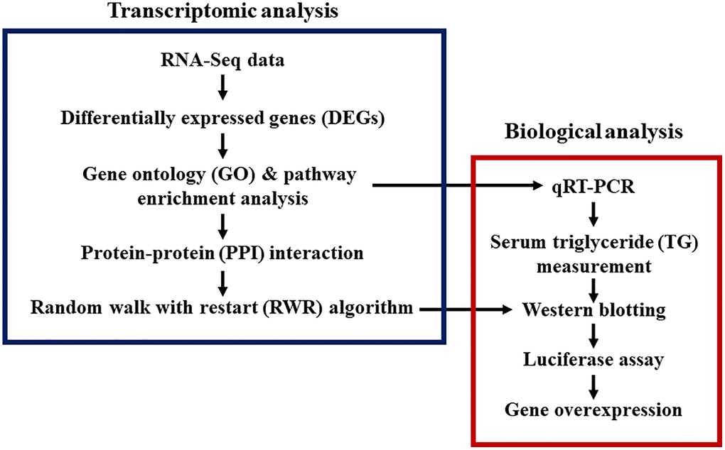 Study designs for transcriptomic and biological analyses of aging and CR. Bioinformatics, systems biology, and biological experiments were combined.