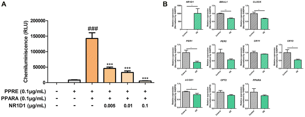Effects of NR1D1 overexpression on (A) the PPRE binding activity of PPARα and (B) expression changes of circadian and lipid metabolic genes (n = 6 per group). HepG2 cells were transfected with pcDNA or the NR1D1 plasmid. The luciferase reporter assay measures the binding of PPARα to the PPRE element with varying amounts of NR1D1 expression vectors. PPRE binding of PPARα decreases in a NR1D1 dose-dependent manner. Furthermore, the circadian gene BMAL1, CLOCK, PER1/2, and CRY1/2 and lipid metabolic genes ACOX1, CPT2, and PPARA are decreased with Nr1d1 overexpression. Data are presented as mean ± SEM. ###, ***p 