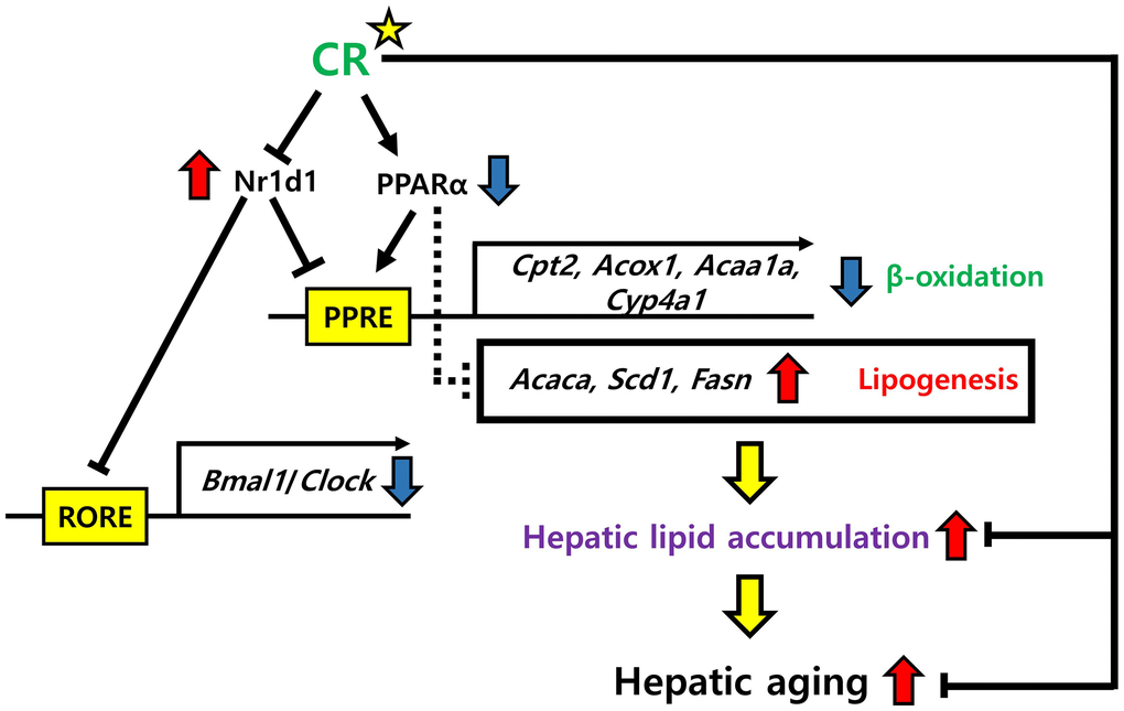 Possible mechanisms of NR1D1 and PPARα modulation of hepatic lipid metabolism in aging and CR. NR1D1 and PPARα competitively bind to PPRE. Upregulation of NR1D1 during aging represses the expression of genes involved in β-oxidation, such as Cpt2, Acox1, Acaa1a, and Cyp4a1 and further induces the expression of lipogenic genes, such as Acaca, Scd1, and Fasn. These transcriptomic changes lead to hepatic lipid accumulation, which aggravates hepatic aging. However, CR may protect against the deterioration of lipid metabolism in the liver by modulating NR1D1 and PPARα.