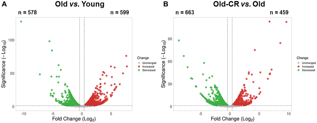 Aging-related differentially expressed genes from RNA-Seq data of the (A) Old vs. Young and (B) Old-CR vs. Old datasets from SD rats. Aging upregulated 599 genes and downregulated 578 genes, while CR in aged mice upregulated 459 genes and downregulated 663 genes. Red dots represent upregulated genes between the two groups, whereas green dots represent downregulated genes. Gray dots represent genes with no changes between the two groups. The DEG criteria were |FC|>1.5 and p 