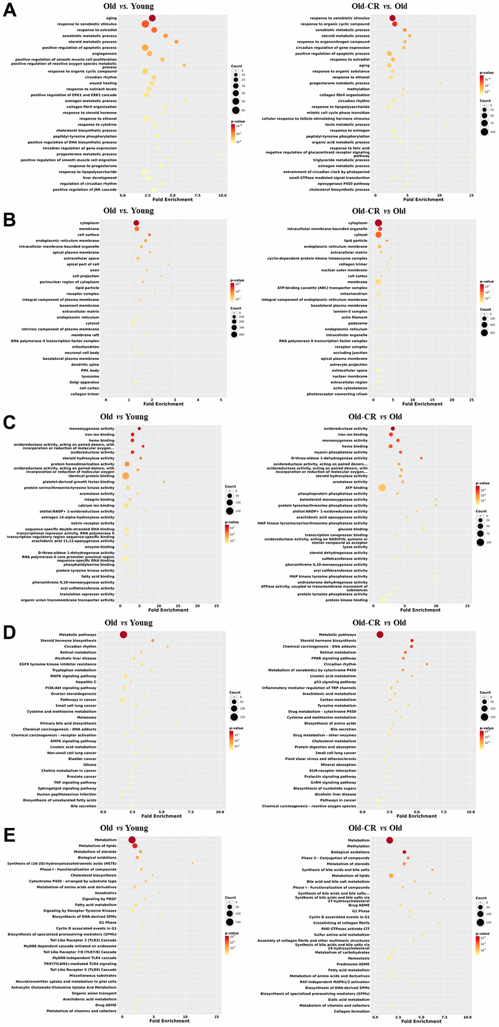Top 30 enriched GO or pathway terms of the DEGs in the Old vs. Young and Old-CR vs. Old datasets from SD rats. (A) BP, (B) CC, (C) MF, (D) KEGG, and (E) Reactome data. Gene ontology analysis revealed significant alterations in metabolic processes, circadian rhythm, and inflammation (BP); lipid particles, collagen, and mitochondria (CC); and energy/lipid metabolism enzymes (MF). Pathway analysis identified changes in AMPK/PPAR signaling and circadian rhythm (KEGG), with distinct inflammatory signatures in aging and extracellular matrix responses in CR (Reactome). The criterion for a significant term was p 