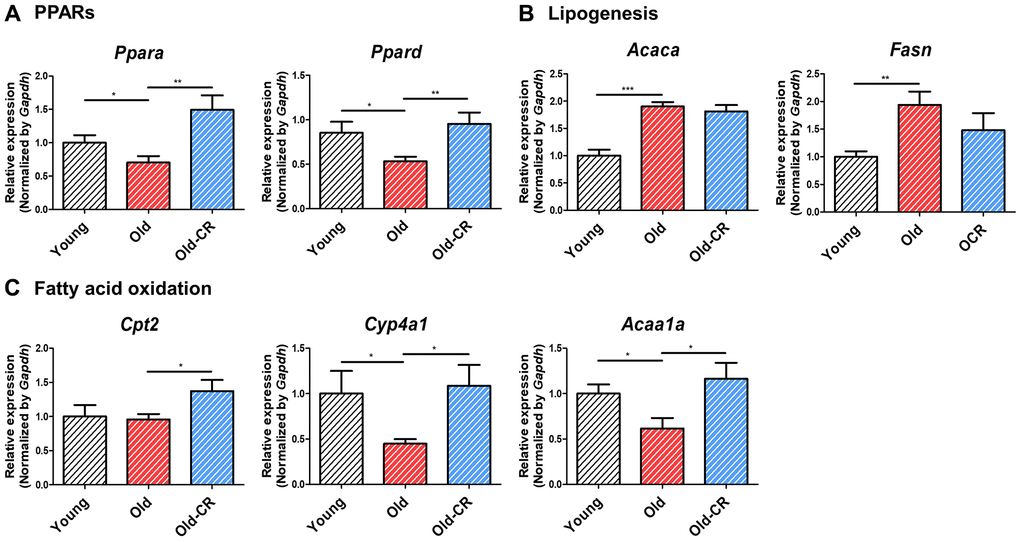 Relative mRNA expression of genes related to lipid metabolism that are differentially expressed during aging and CR (n = 6 per group). (A) Ppara and Ppard are downregulated in aging but upregulated in CR, (B) while the lipogenic genes Acaca and Fasn display opposite trends. (C) Fatty acid oxidation-related genes, such as Cpt2, Cyp4a1, and Acca1a, are downregulated in aging but upregulated in CR. Data are presented as mean ± SEM. *p **p ***p 