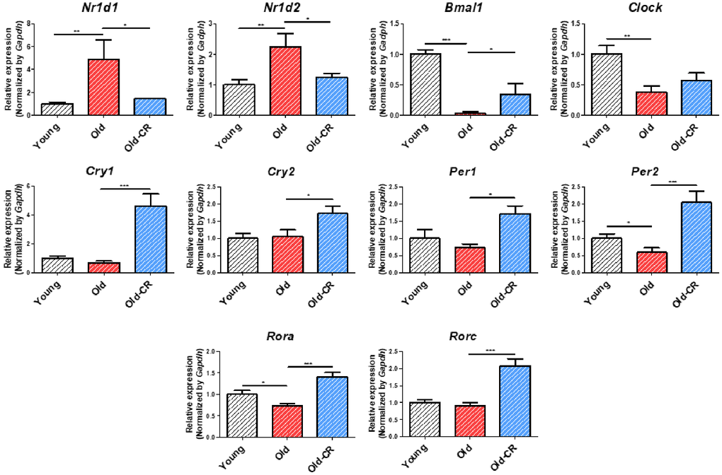 Relative mRNA expression of circadian genes that are differentially expressed during aging and CR (n = 6 per group). Nr1d1 and Nr1d2 are upregulated in aging but downregulated in CR, while Bmal1, Per2, and Rora display opposite trends. Clock is downregulated in aging. Cry1, Cry2, Per1, and Rorc are upregulated in CR. Data are presented as mean ± SEM. *p **p ***p 