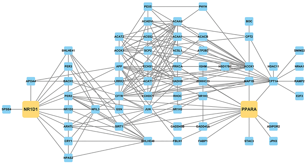 PPI network constructed with genes related to circadian rhythm and lipid metabolism and aging-altered DEGs, focusing on Nr1d1 and Ppara. NR1D1 is highly related to several circadian and metabolic regulators, such as Bmal1 (Arntl), Nr1d2, Cry1, Acox1, Cpt2, and Ppara.