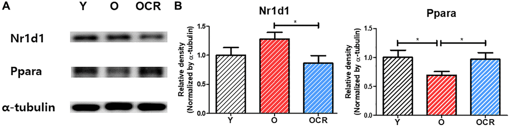 Protein expression of NR1D1 and PPARα during aging and CR (n = 6 per group). (A) Representative images of NR1D1 and PPARα bands. (B) Relative expression of NR1D1 and PPARα. The expression of NR1D1 increases during aging and decreases under CR. In contrast, the expression of PPARα is downregulated during aging but upregulated by CR. Data are presented as mean ± SEM. Abbreviations: Y: Young; O: Old; OCR: Old-CR. *p 
