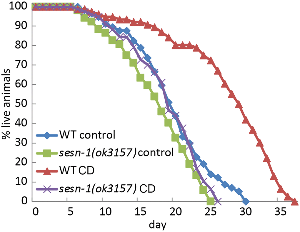C. elegans lifespan extension under CD is modulated by sesn-1. The lifespan of WT and sesn-1(ok3157) nematodes was assessed after plating on control or axenic media.