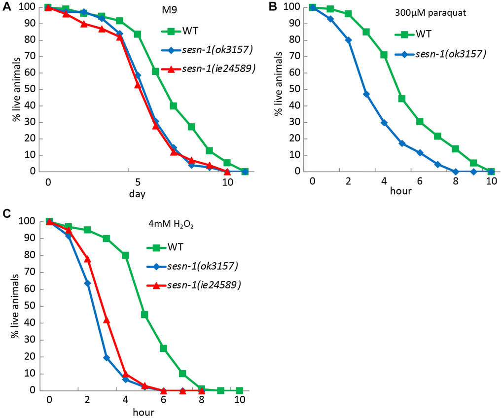 Role of Sesn-1 in stress resistance. The viability of WT and sesn-1(ok3157) C. elegans was studied under various stress conditions. (A) In axenic M9 medium (n = 783 for WT, n = 437 for sesn-1(ok3157), n = 511 for sesn-1(ie24589), the mean survival rates for sesn-1(ok3157) and sesn-1(ie24589) were 6.13 ± 0.4 and 6.16 ± 0.3 days, respectively, compared to 7.9 ± 0.5 days for WT. The difference between sesn-1(ok3157) and sesn-1(ie24589) was not significant (P > 0.05), while both mutants showed significantly lower survival than WT (P B) In the presence of 300 μM paraquat (n = 1103 for WT, n = 876 for sesn-1(ok3157), n = 882 for sesn-1(ie24589)), the mean survival rates were 4.1 ± 1.2 and 4.0 ± 0.9 hours for sesn-1(ok3157) and sesn-1(ie24589), respectively, compared to 5.8 ± 1.2 hours for WT. Again, the difference between the two sesn-1 mutants was not significant (P > 0.05), while both were significantly more sensitive than WT (P C) In the presence of 4 mM H2O2 (n = 1301 for WT, n = 930 for sesn-1(ok3157), n = 827 for sesn-1(ie24589)), the mean survival rates were 3.3 ± 0.5 and 3.8 ± 0.6 hours for sesn-1(ok3157) and sesn-1(ie24589), respectively, compared to 6.4 ± 0.8 hours for WT. The difference between sesn-1(ok3157) and sesn-1(ie24589) was not statistically significant (P > 0.05), while both mutants showed significantly reduced survival compared to WT (P 