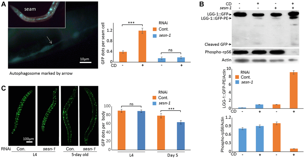 Autophagy activation by sesn-1 under CD correlates with reduced muscle degeneration. (A) Autophagosome accumulation in seam cells. Both control adIs2122 (DA2123 strain) and adIs2122; sesn-1(RNAi) nematodes, expressing a GFP-tagged LGG-1 fusion protein during L3, were exposed to axenic medium. Autophagosome counts per seam cell were analyzed under control conditions (n = 137 for adIs2122, n = 56 for adIs2122; sesn-1(RNAi)) and starvation conditions (n = 117 for adIs2122, n = 80 for adIs2122; sesn-1(RNAi)). “ns” and “***” indicate P-values > 0.05 and B) Immunoblot and densitometric analyses showing relative levels of GFP::LGG-1, its phosphatidylethanolamine-conjugated form (LGG-1::GFP-PE), and the phosphorylated form of ribosomal protein S6 (phospho-rpS6) in adIs2122 (DA2123 strain) and adIs2122; sesn-1(RNAi) worms. All bar graphs represent blot intensity normalized to actin. (C) Whole-body images of nematodes expressing a myo-3p::GFP NLS-tagged fusion protein in body wall muscle nuclei in the ccIs4251 (PD4251 strain). Nuclear counts were performed at L4 (n = 24 for ccIs4251 and n = 23 for ccIs4251; sesn-1(RNAi)) and at 5 days of adulthood (n = 20 for both groups). “ns” and “***” indicate P-values > 0.05 and 
