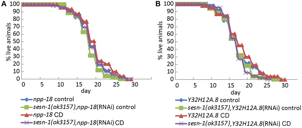 Sesn-1 modulates longevity under CD via GATOR2. (A) Lifespan of WT and sesn-1(ok3157) worms subjected to npp-18 RNAi knockdown in ad libitum and axenic media. (B) Lifespan of WT and sesn-1(ok3157) nematodes subjected to Y32H12A.8 RNAi knockdown in ad libitum and axenic media.