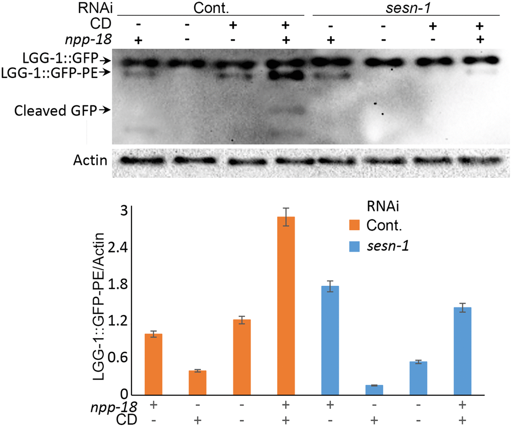 Autophagy intensity in C. elegans is influenced by sesn-1 and npp-18, a component of the GATOR2 complex. Control adIs2122 and adIs2122; sesn-1(RNAi) nematodes expressing GFP::LGG-1, with or without simultaneous npp-18 knockdown by RNAi, were subjected to starvation. The relative levels of GFP::LGG-1 conjugation to autophagosomes were measured by immunoblot densitometry. All bar graphs represent blot intensity normalized to actin.