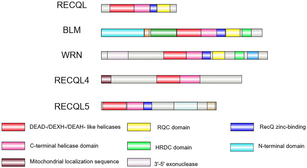 The RecQ helicase family in human. The RecQ helicase family contains five members in humans. The helicase core containing a DEAD-/DEXH-/DEAH-like helicase (red box) and a C-terminal helicase domain (pink box) is conserved in all of the family members. The RQC domain (yellow box) is present in RECQL, BLM and WRN helicases. The HRDC domain (green box) is found in BLM and WRN only. The zinc-binding domain (blue box) is conserved in RECQL, BLM, WRN, and RECQL5. The exonuclease domain (purple grey box) is unique to WRN, whereas the N-terminal domain (light blue) is unique to BLM, and the mitochondrial localization sequence (brown box) is unique to RECQL4. Image is created by Illustrator for Biological Sequences (IBS) 2.0.