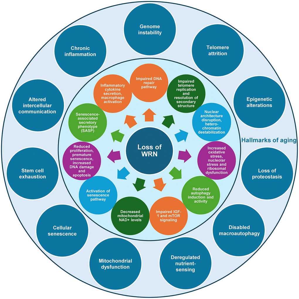Conceptual framework illustrating how loss of WRN leads to the hallmarks of aging. Loss of WRN helicase results in alterations in different cellular and molecular processes (circles in the inner zone). These processes are linked to the known hallmarks of aging (circles in the outer zone) [173]. For instance, impaired DNA repair is associated with genome instability, whereas reduced proliferation and premature senescence are connected to stem cell exhaustion.