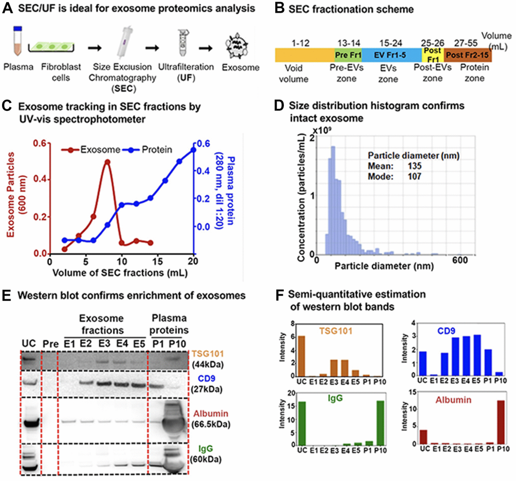 Exosome enrichment from plasma and primary human lung fibroblasts (IMR90) and characterization. (A) Exosome isolation workflow using sequential size-exclusion chromatography and ultrafiltration (SEC/UF). (B) Scheme for SEC fraction collection. (C) Spectrophotometric quantification of exosomes in SEC fractions. Red, Exosome (OD600); Blue, plasma proteins (OD280, dilution 1:20). (D) Exosome size distribution analysis by qNano Gold. Mean diameter; 135 nm, Mode diameter; 107 nm. (E) Immunoblot of exosome protein markers; CD9 antigen (CD9) and Tumor susceptibility gene 101 protein (TSG101) in different exosome fractions to confirm enrichment. IgG and albumin were used as determinants of plasma protein contaminants. E1–E5: exosome fractions, P1: the pool of fractions 11 + 12, and P10: the pool of fractions 29 + 30 (1:20 dilution) were loaded for comparison between plasma proteins and exosome fractions. (F) Semi-quantitative estimation of the volume intensities of western blot bands using Image J software.