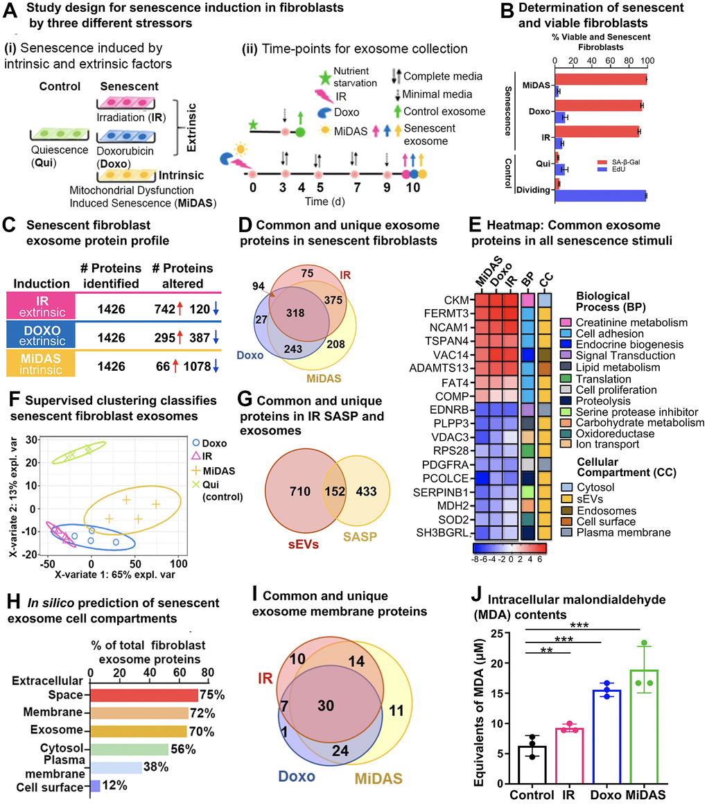 Senescence stimuli specific exosome protein signatures in primary human lung fibroblasts (IMR90). (A) (i). Study design showing three different senescence stimuli, Irradiation; IR, Doxorubicin; doxo, and Antimycin A-induced mitochondrial dysfunction-associated senescence; MiDAS, were used to generate senescent primary human lung fibroblasts (n=4, each condition), and Quiescent cells (Qui) were used as control. (ii) A timeline indicating treatment days and endpoints for the three different senescence inducers and control conditions. (B) Bar graph showing the percentage of viable and senescent fibroblasts in the different senescence-induction conditions using Edu (shown in blue) and SA-β-Gal (shown in red). (C) Summary of significantly altered exosome proteins (q-value D) Venn diagram showing overlapping and unique protein signatures of senescent human lung fibroblast exosomes induced by IR, doxo, and MiDAS. (E) Heatmap displaying the exosome protein fold change averaged across replicates, showing the top 18 altered proteins, increased (red) and decreased (blue) due to senescence. The intensities averaged for Qui were used as the baseline. ClueGO biological pathways and cell compartments are presented. BP; Biological process, CC; Cellular compartment. (F) Partial least squares-discriminant analysis (PLS-DA) clustered senescent fibroblasts from Quiescent control. The two variates explaining the most significant variations are shown. (G) Venn diagram showing overlapping and unique exosomal SASP (sEVs) and soluble SASP protein signatures of IR-induced senescent fibroblasts. (H) Enrichment analysis of Gene Ontology/cellular compartments overrepresented among protein contents of senescent fibroblast exosomes. (I) Venn diagram showing overlapping and unique surface protein signatures of senescent fibroblast exosomes induced by IR, doxo, and MiDAS. (J) Bar graph showing malondialdehyde cellular content, a product of lipid peroxidation used as a marker for intracellular oxidative stress measured in the different senescence stimuli.