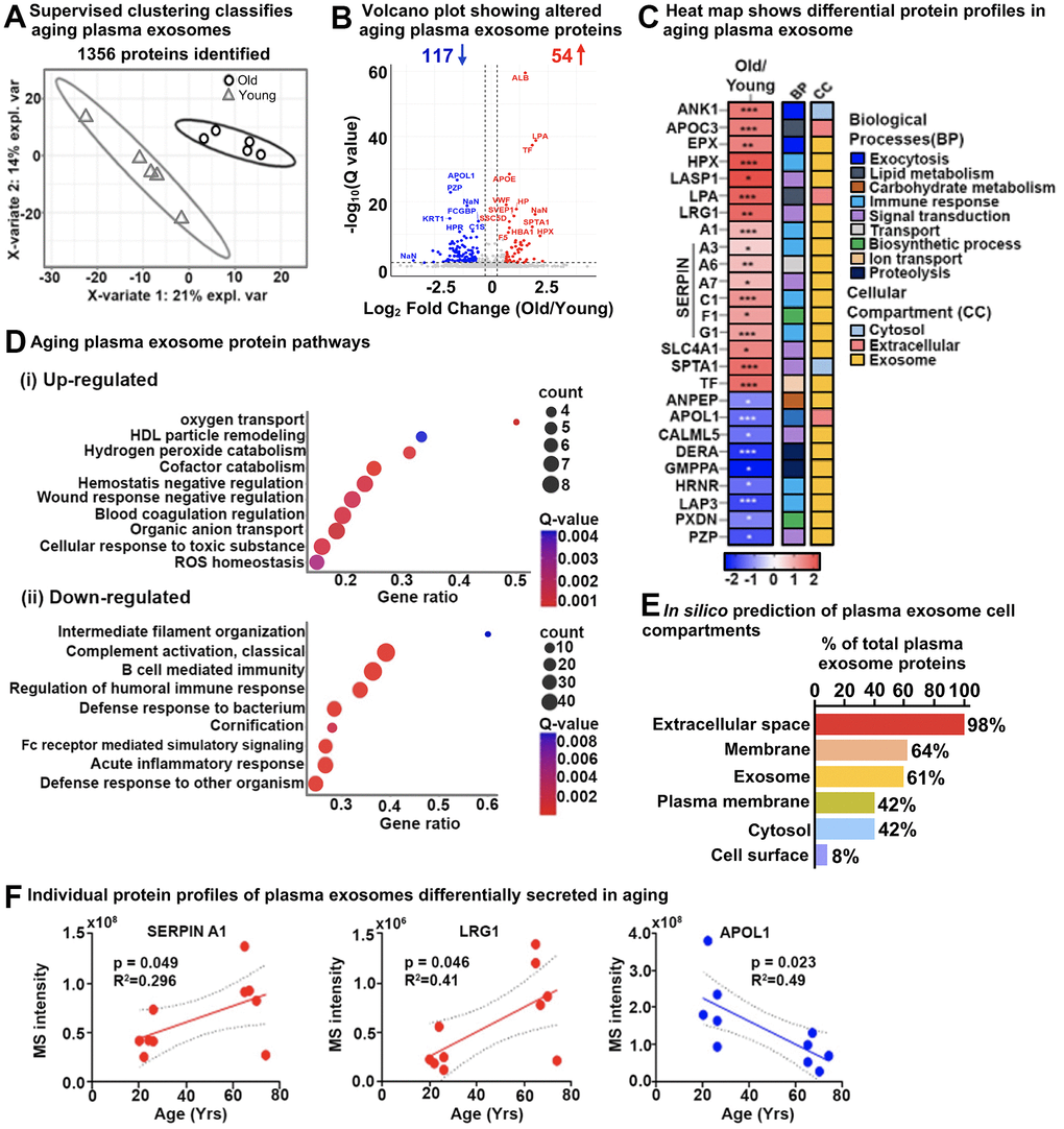 Age-specific plasma exosome protein signatures in old and young cohorts. (A) Partial least squares-discriminant analysis (PLS-DA) clustered old and young cohorts based on 1356 protein groups. The two variates explaining the most significant variations are shown. (B) Volcano plot showing significantly altered age-specific plasma exosome proteins (q-value C) Heatmap displaying the plasma exosome protein fold change averaged across replicates, showing the top 26 altered proteins increased (red) and decreased (blue) due to Aging. The intensities averaged for young plasma exosomes were used as the baseline. ClueGO biological pathways and cell compartments are presented. BP; Biological process, CC; Cellular compartment. P-value * ≤ 0.05, ** ≤ 0.01, *** ≤ 0.001. (D) The most significant age-related exosome protein pathways are (i) upregulated and (ii) downregulated. (E) Enrichment analysis of gene-ontology/cellular compartments overrepresented among aging exosome proteins. (F) Three examples of individual protein MS intensities and how the intensity changes with age.