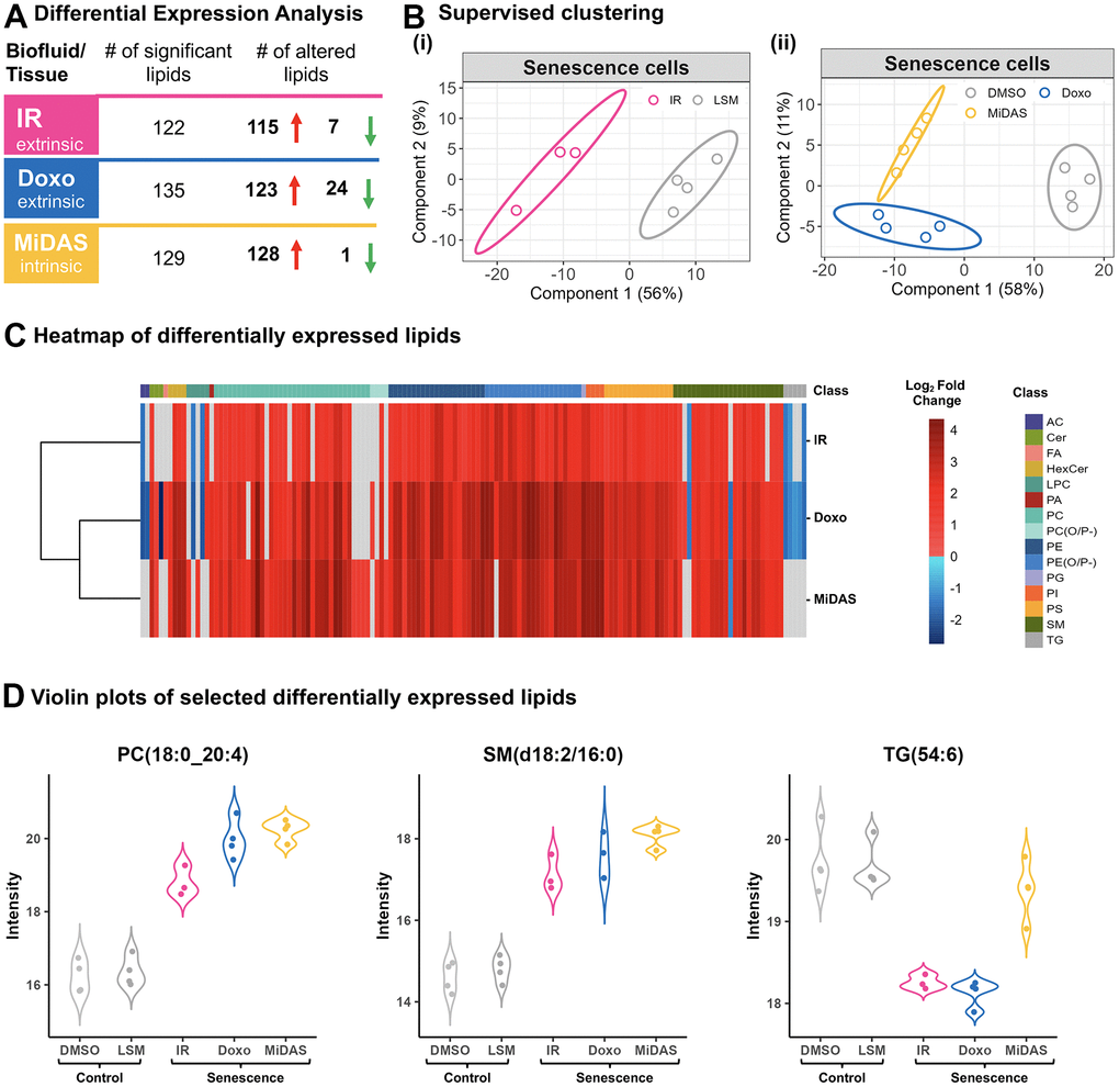 Senescence stimuli specific exosome lipid signatures in primary human lung fibroblasts (IMR90). (A) Summary of significantly altered exosome lipids (p-value  2-fold change) from senescent human lung fibroblasts compared to quiescent cells following IR, doxo, and MiDAS senescence induction. (B) Partial least squares-discriminant analysis (PLS-DA) clustered senescent human lung fibroblasts from Quiescent (control) based on 247 lipids (i) Low serum media (LSM; Qui IR-mock control) vs IR (ii) Low serum media (Qui DMSO control) vs doxo and MiDAS. (C) Heatmap of 145 differentially expressed exosome lipids from 15 different classes. Clustering was performed using Euclidean distance and complete linkage and log2 fold change is illustrated to visualize trends with the three senescence inducers. (D) Violin plots showing three examples of individual lipid profiles where PC(18:0/20:4) and SM(d18:2/16:0) were upregulated with all senescence inducers, while TG(54:6) was downregulated in IR and doxo but not MiDAS, illustrating lipid response differences due to different stimuli. AC: Acylcarnitine, Cer: Ceramide, FA: Fatty acid, HexCer: Hexosylceramide, LPC: Lysophosphatidylcholine, PA: Phosphatidic acid, PC: Phosphatidylcholine, PE: Phosphatidylethanolamine, PG: Phosphatidylglycerol, PI: Phosphatidylinositol, PS: Phosphatidylserine, SM: Sphingomyelin, TG: Triglycerides.