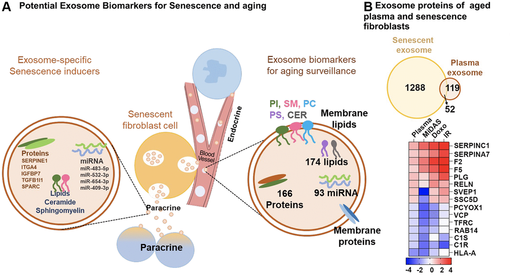 Overview of top potential exosome biomarkers for senescence and aging. (A) Exosome proteins and miRNAs identified as potential biomarkers for secondary senescence (paracrine) and aging. (B) Venn diagram showing overlapping and unique exosome proteins in senescent primary human lung fibroblasts (IMR90) and plasma from aging cohorts. Heatmap showing the top 15 commonly altered proteins in senescent fibroblasts and plasma from aging cohorts.