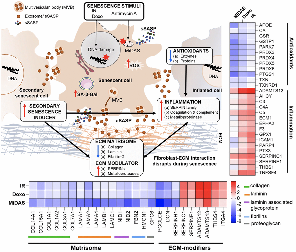 Summary of exosome-mediated intercellular communication in senescence and aging. A summary of our overall exosome proteomic findings from senescent human primary lung fibroblast cells that suggest potential mechanisms by which senescence is exacerbated and propagated to cause secondary senescence. Changes in inflammatory, antioxidants, and matrix remodeling-related proteins in exosomes (eSASP) from senescent cells may contribute to creating a senescent microenvironment that may influence and affect neighboring cells. Heatmaps show the top selected senescent fibroblast exosome proteins involved in inflammation, antioxidant, and ECM-remodeling pathways.