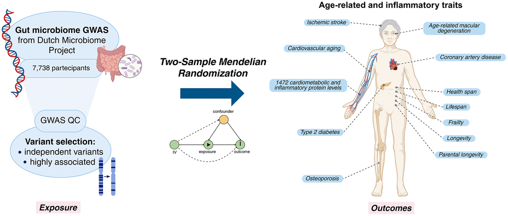 Causal relationships between gut microbiome and hundreds of age