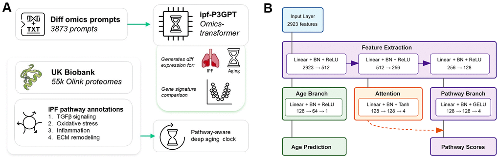 Deep learning models for studying IPF and fibrotic diseases. (A) This paper presents two deep learning models: an omics-transformer that generates differential gene expression profiles from text prompts and a pathway-aware aging clock trained on UK Biobank proteomics data. The models focus on IPF-relevant biological pathways including TGF-β signaling, oxidative stress, inflammation, and ECM remodeling. (B) Architecture of the pathway-aware proteomic aging clock. The neural network processes protein measurements through feature extraction layers that branch into age prediction and pathway-specific attention mechanisms, enabling interpretable aging predictions with pathway awareness.
