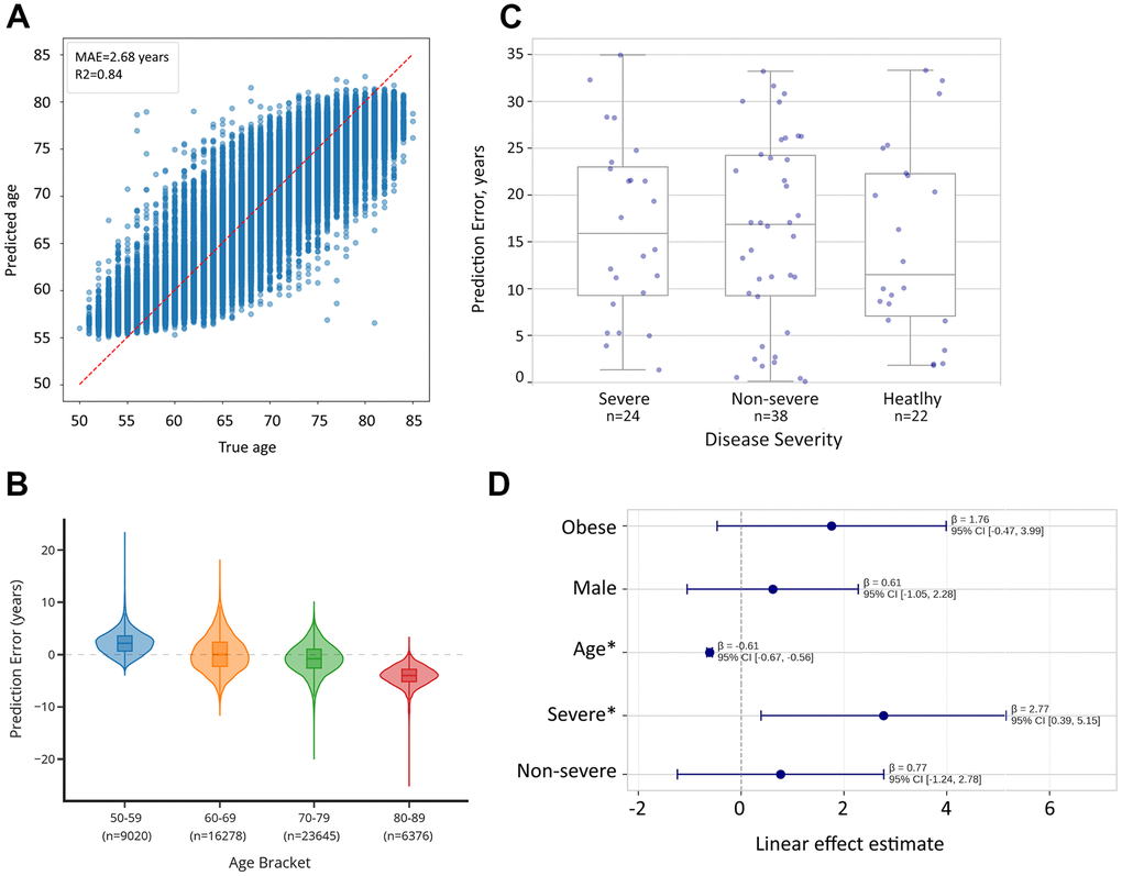 Comparison of biological age predictions between healthy controls and cases of severe COVID-19 infection. (A) Proteomic aging clock shows R2=0.84 in the task of age prediction in CV within the UK Biobank dataset (N = 55,319). (B) Proteomic aging clock’s error depends on the age group and is skewed toward the mean of the total sample. (C) Biological age acceleration (difference between predicted and chronological age) across severity groups. compared to healthy controls. Error bars represent standard error of the mean. (D) Linear regression analysis reveals that patients with severe cases, which are likely to develop lung fibrosis, showed significantly higher biological age predictions (+2.77 years, p=0.026).