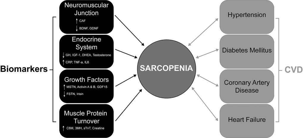 The bidirectional association of CVDs and their comorbidities with sarcopenia. Diagram showing the complex interactions that contribute to sarcopenia development in CVDs (coronary artery disease and heart failure) and their comorbidities (hypertension and diabetes mellitus). Significant changes in key proteins (circulating biomarkers) associated with muscle function, neuromuscular junction, protein turnover and the endocrine system contribute to sarcopenia. ↑ = Increase and ↓ = decrease. CVDs and their comorbidities all contribute to sarcopenia and importantly, this relationship is bidirectional, with the presence of sarcopenia also contributing to the CVD comorbidities. CVD; Cardiovascular Disease.