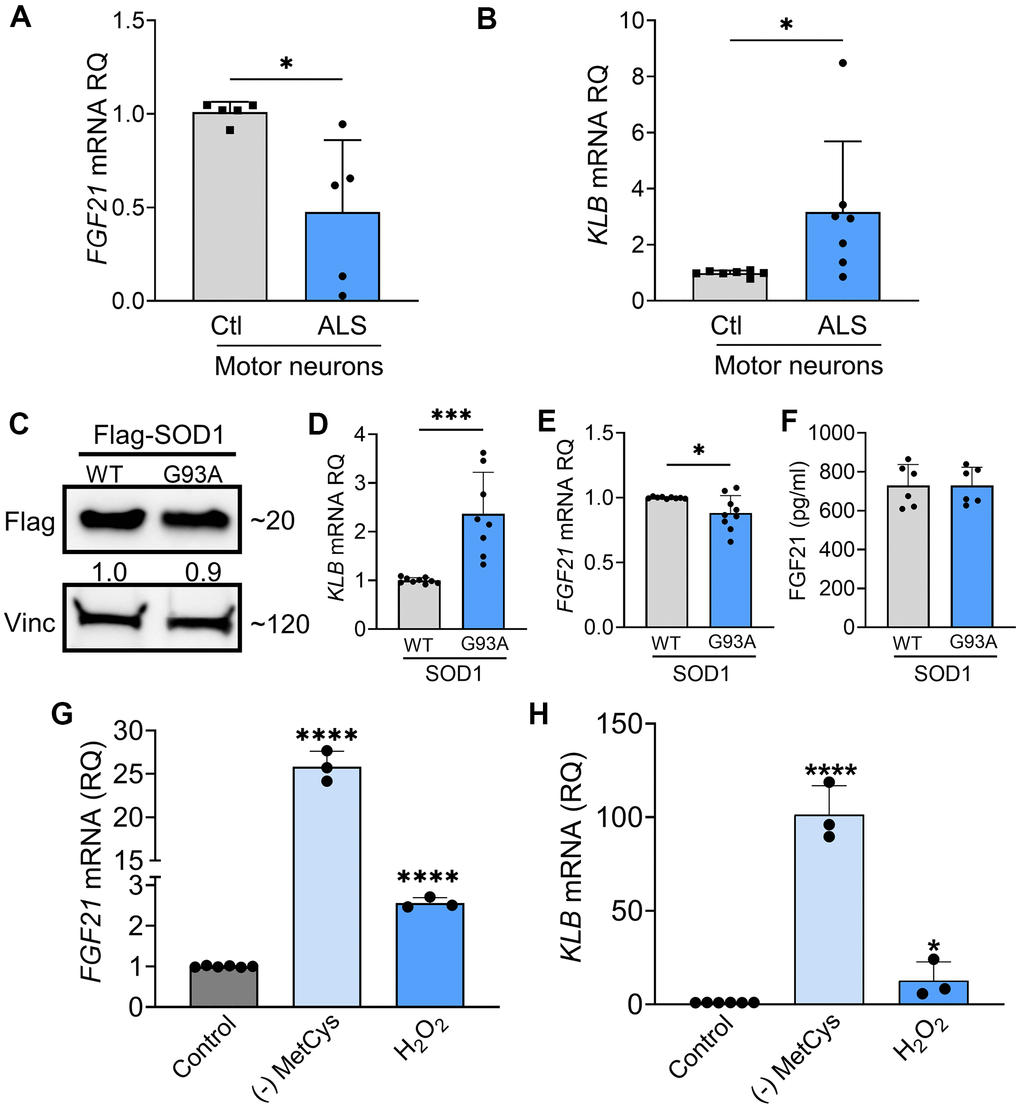 FGF21-KLB signaling is dysregulated in ALS motor neurons. (A) FGF21 were measured in iPSC-derived motor neurons obtained from healthy controls and ALS patients carrying either C9orf72 or SOD1 mutations (Supplementary Table 1). *P = 0.012; two-tailed Mann Whitney test. (B) KLB mRNA levels were similarly measured in iPSC motor neurons. *P = 0.018; two-tailed Mann Whitney test. (C) NSC-34 motor neuron-like cells were transfected with FLAG-tagged WT and SOD1G93A expression plasmids and lysates were assessed by western blot using the antibodies indicated. Bands were quantitated by densitometry and a ratio to the loading control, vinculin, was calculated (shown between the two blots). (D) KLB and (E) FGF21 mRNA levels were measured in the same lysates. *P = 0.018, ***P = 0.0002, unpaired two-tailed t-test. (F) FGF21 protein was measured in the CM of transfected NSC-34 cells. (G) FGF21 or (H) KLB mRNA levels were quantified from NSC-34 cells exposed to methionine-cystine (MetCys)-deprived media or treated with 100 mM H2O2 for 24 h. *P = 0.048, ****P  0.0001; one-way ANOVA followed by Tukey’s multiple comparisons test. Data points represent biological replicates and bars are the mean ± SD.
