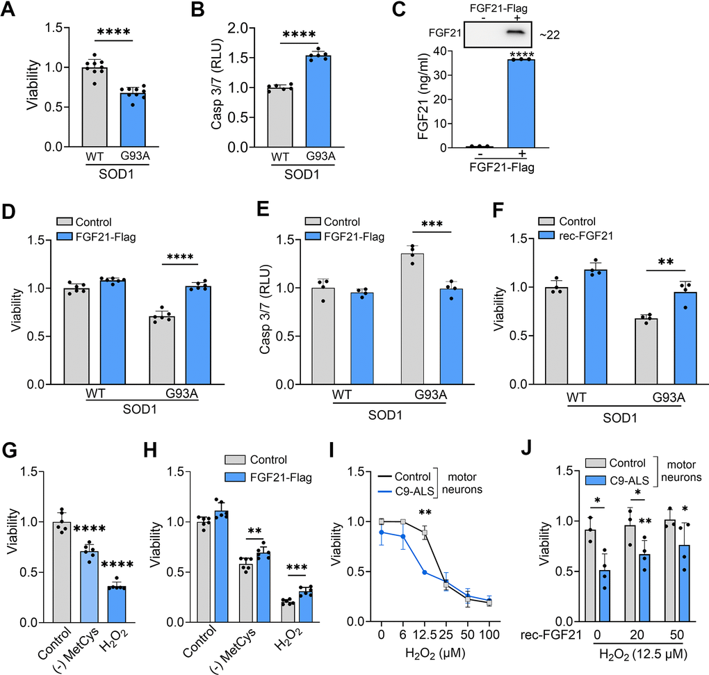 FGF21 mitigates cytotoxicity in NSC-34 and ALS motor neurons induced oxidative stress. (A) The viability of NSC-34 cells expressing FLAG-tagged WT-SOD1 or SOD1G93A was determined using the Vialight assay. Viability for WT SOD1-transfected cells was set at 1. ****P  0.0001, unpaired two-tailed t-test. (B) Caspase activation was measured in the same cells and values were normalized to activity in WT SOD1-transfected cells which was set at 1. ****P  0.0001, unpaired two-tailed t-test. (C) FGF21 protein in the conditioned media of NSC-34 cells transfected with a FLAG-tagged FGF21 plasmid was detected by western blot (upper panel) and by ELISA (graph). ****P  0.0001; unpaired two-tailed t-test. (D, E) NSC-34 cells expressing either WT-SOD1 or SOD1G93A were transfected with FLAG-FGF21 and assessed for viability as in (A) and Caspase-3/7 as in (B). ****P  0.0001, unpaired two-tailed t-test. (F) NSC-34 cells expressing either WT SOD1 or SOD1G93A were treated with recombinant FGF21 (100 ng/ml) and assessed for viability as in (A). **P  0.01, unpaired two-tailed t-test. (G) Cell viability was assessed in NSC-34 cells exposed to methionine-cystine (MetCys)-deprived media or treated with 100 mM H2O2. ****P  0.0001; one-way ANOVA followed by Tukey’s multiple comparisons test. (H) NSC-34 cells transfected with FLAG-FGF21 (or empty vector) were subjected to stressors as described in (G) for 24h and then assayed for viability. **P = 0.007, ***P = 0.0002; unpaired two-tailed t-test. (I) iPSC motor neurons derived from C9-ALS patients or normal donors were exposed to different doses of H2O2 as indicated, and cell viability was assessed 24 h after treatment. **P J) iPSC motor neurons exposed to 12.5 μM of H2O2, were treated with different doses (0, 25 and 50 ng/ml) of recombinant FGF21 and cell viability was assessed as in (I). *P P 