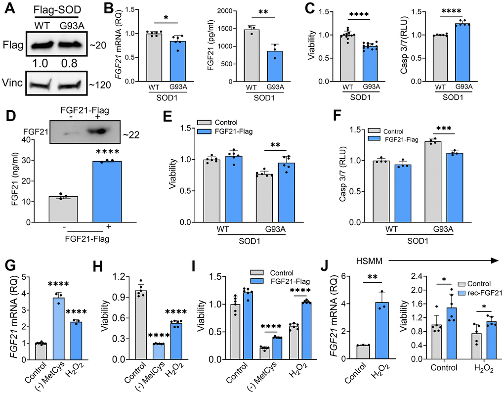 FGF21 mitigates cytotoxicity in C2C12 and human primary myoblasts induced by oxidative stress. (A) C2C12 myoblasts were transfected with FLAG-tagged WT and SOD1G93A expression plasmids and lysates were assessed by western blot using the antibodies indicated. Bands were quantitated by densitometry and a ratio to the loading control, vinculin, was calculated (shown between the two blots). (B) FGF21 mRNA levels were measured in the same lysates (left panel) and FGF21 protein in the conditioned media was quantified by ELISA (right panel). *P = 0.011, **P = 0.008; unpaired two-tailed t-test. Secretory FGF21 from the conditioned media was quantified using ELISA (right panel). (C) Viability of NSC-34 cells expressing FLAG-tagged WT-SOD1 or SOD1G93A was determined using the Vialight assay (left panel). Caspase activation was measured in the same cells and values were normalized to activity in WT SOD1-transfected cells which was set at 1 (right panel). ****P  0.0001, unpaired two-tailed t-test. (D) FGF21 protein in the conditioned media of C2C12 cells transfected with a FLAG-tagged FGF21 was detected by western blot (upper panel) and by ELISA (graph). Estimated size of the band (kDa) is shown to the right of the blot. ****P  0.0001; unpaired two-tailed t-test. (E, F) C2C12 myoblasts cells expressing either WT-SOD1 or SOD1G93A were transfected with FGF21-FLAG and assessed for viability and Caspase-3/7 activity as in (C). **P = 0.003, ***P = 0.0003; unpaired two-tailed t-test. (G) FGF21 mRNA levels were quantified in C2C12 cells exposed to MetCys-deprived media or treated with 100 mM H2O2 for 24 h. ****P  0.0001; one-way ANOVA followed by Tukey’s multiple comparisons test. (H) Cell viability was assessed in C2C12 myoblasts exposed to stressors as described in (G). ****P  0.0001; one-way ANOVA followed by Tukey’s multiple comparisons test. (I) C2C12 cells transfected with FGF21-FLAG (or empty vector) were subjected to stressors as described in (G) for 24h and then assayed for viability. ****P  0.0001; unpaired two-tailed t-test. (J) FGF21 mRNA levels were quantified in human primary myoblast cells (HSMM) treated with 25 mM H2O2 for 24 h. **P = 0.0014; unpaired two-tailed t-test (left panel). HSMM cells treated with or without 25 mM H2O2 and recombinant FGF21 (100ng/ml) for 24h and then assayed for viability. *P  0.05; unpaired two-tailed t-test (right panel). Data points represent biological replicates and bars are the mean ± SD.
