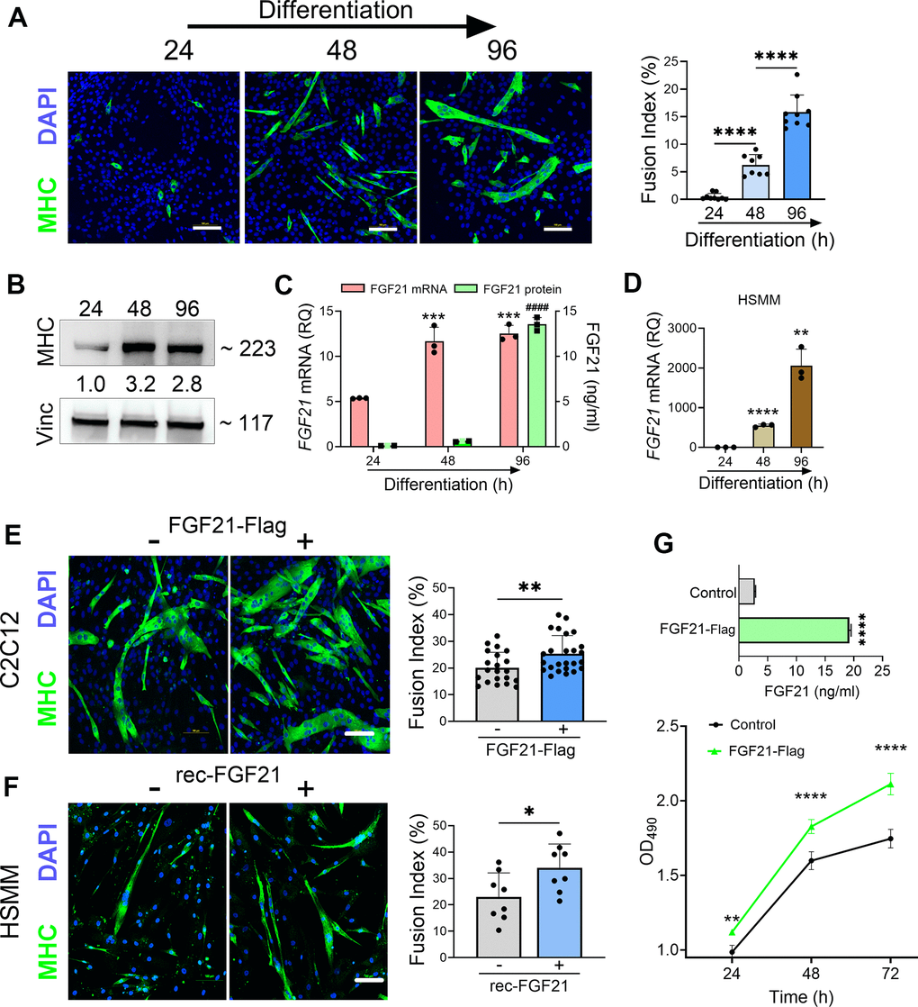 FGF21 is upregulated during myogenesis and facilitates myogenic differentiation of C2C12 and human primary muscle cells (HSMM). (A) C2C12 myoblasts were treated with DM for various time intervals and immunostained with an anti-MHC antibody followed by DAPI counterstaining. Myotube formation was detected by MHC-positive staining. Scale bars, 100 μm. The fusion index (%) was quantified as described in the methods (right panel). (B) C2C12 myoblasts treated with DM were lysed at specific time intervals and immunoblotted with antibodies against MHC and vinculin. Densitometry values (24 h time interval was set at 1) are shown. (C) FGF21 mRNA levels were quantified from the lysates and FGF21 protein from conditioned media. ***P = 0.0005 comparing to the 24 h time interval, ####P  0.0001 comparing to the 24 and 48 h time intervals; one-way ANOVA followed by Tukey’s multiple comparisons test. (D) HSMM cells were treated with DM for various time intervals and FGF21 mRNA levels were quantified from the lysates as described in (C). **P P  0.0001; unpaired two-tailed t-test. (E) C2C12 myoblasts were transfected with an FGF21-FLAG plasmid and cultured in DM for 96 h. Myotube formation was assessed by MHC-positive staining as in (A). Scale bar, 100 μm (left panel). Fusion index for transfected C2C12 cells. **P = 0.008; unpaired two-tailed t-test (right panel). (F) HSMM cells were treated with recombinant FGF21 (100ng/ml) and cultured in DM for 96 h. Myotube formation was assessed by MHC-positive staining as in (A, E). Scale bar, 100 μm (left panel). Fusion index for transfected HSMM cells. *P = 0.02; unpaired two-tailed t-test (right panel). (G) FGF21 levels in the conditioned media from C2C12 myoblasts transfected with FGF21-FLAG or empty vector control were quantified by ELISA (upper graph). ****P P = 0.007, ****P 