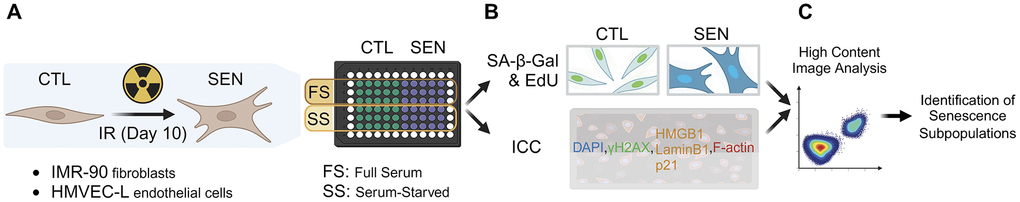 High-content imaging workflow. (A) Sample preparation. Human lung primary microvascular endothelial cells (HMVEC-L) and fibroblasts (IMR-90) were induced to senescence using ionizing radiation (IR). IR and mock-irradiated cells (CTL) were either cultured in full-serum medium the entire time (FS) or switched to low-serum medium for the last 3 days of culture to induce quiescence in CTL cells (SS). (B) Staining for senescence markers. Prepared samples were either co-stained for senescence-associated beta-galactosidase activity (SA-β-Gal) and proliferation via EdU incorporation (EdU); or for other senescence markers (γH2AX, LaminB1, HMGB1, p21) using immunocytochemistry (ICC). (C) High-content image analysis was performed to identify senescent subpopulations.