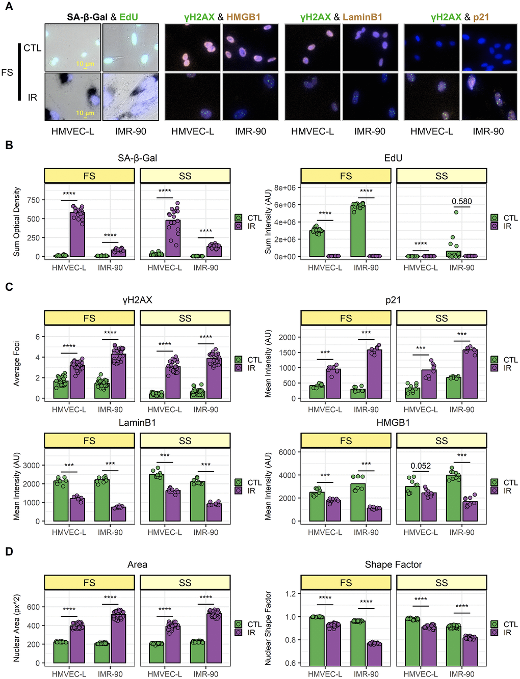 Validation of senescence induction and population-level heterogeneity. (A) Representative images of senescence marker staining from full-serum (FS) samples. Top: mock-irradiated cells (CTL); bottom: ionizing-radiation-induced senescent cells (IR). For each co-staining, endothelial cells (HMVEC-L) are shown on the left; fibroblasts (IMR-90) are shown on the right. (B–D) Image quantification of HMVEC-L and IMR-90 cells for both FS and serum-starved (SS) conditions. CTL samples are in green, while IR samples are in purple. Data shown are from 2 independent experiments. (B) SA-β-Gal (left) and EdU (right) staining quantification. Each data point corresponds to one well (n = 18); bars indicate mean values. (C) Immunocytochemistry staining quantification. Top-left: γH2AX; top-right: p21; bottom-left: LaminB1; bottom-right: HMGB1. Each data point corresponds to one well (γH2AX n = 27; p21, LaminB1, and HMGB1 n = 9); bars indicate mean values. (D) Nuclear morphology feature quantification. Left: nuclear area; right: shape factor. Each data point corresponds to one well (n = 27); bars indicate mean values. ***: p-value -3; ****: p-value -4; non-significant values (p-value > 0.05) are shown.