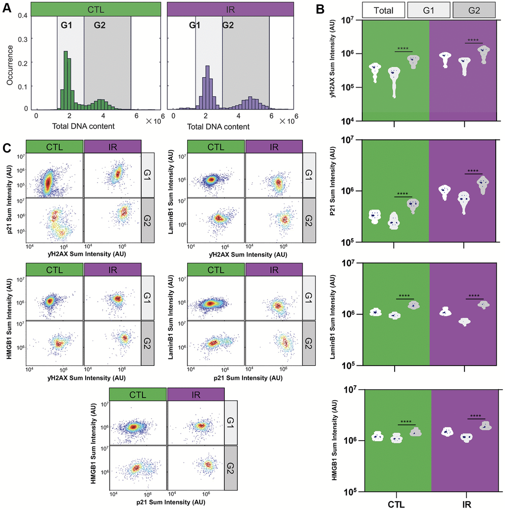 Differential expression of senescence markers in G1 and G2 senescent HMVEC-L endothelial cells. (A) Histograms illustrate the distribution of total DNA content in individual cells under control and IR-treated conditions. DNA content is measured by the DAPI staining intensity in cell nuclei. The G1 and G2 cell cycle states are differentiated based on DAPI staining intensity. (B) Violin plots present the average expression levels of various senescence markers from replicated wells and experiments within the overall population, as well as specifically in G1 or G2 states. A one-way ANOVA statistical test was performed where *: p-value C) Density scatter plots show the single-cell expression levels of various pairs of senescence markers in cells at G1 and G2 states, respectively. The markers include P21 vs. γH2AX, Lamin B1 vs. γH2AX, HMGB1 vs. γH2AX, Lamin B1 vs. P21, and HMGB1 vs. P21 at the single-cell level under both IR and control conditions. Colors indicate density regional distribution density within the scatter plot.