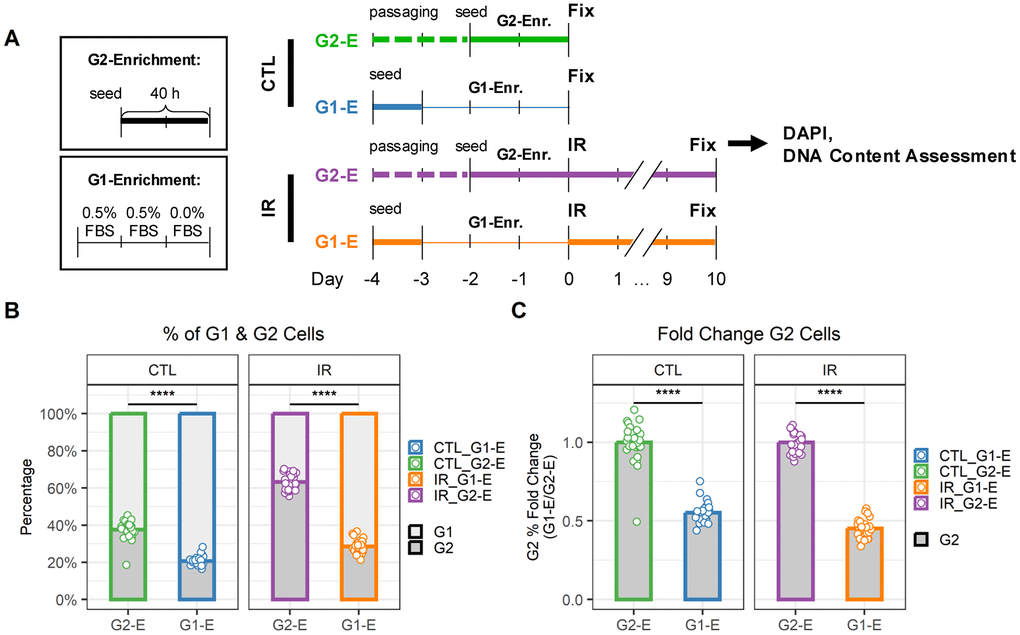 G1 and G2 enrichment protocol for senescent endothelial cells. (A) Workflow to compare DNA content in cells just before irradiation (CTL) and senescent cells 10 days after irradiation (IR) when enriched for either G1 (G1-E) or G2 (G2-E) cells. (B) Percentage of G1 and G2 cells per well. Each data point is a well (n = 30); bars indicate mean values. (C) Fold change of G1 (left) and G2 (right) percentages in IR-G1-E vs. IR-G2-E groups. Each data point is a well (n = 30); bars indicate mean values.