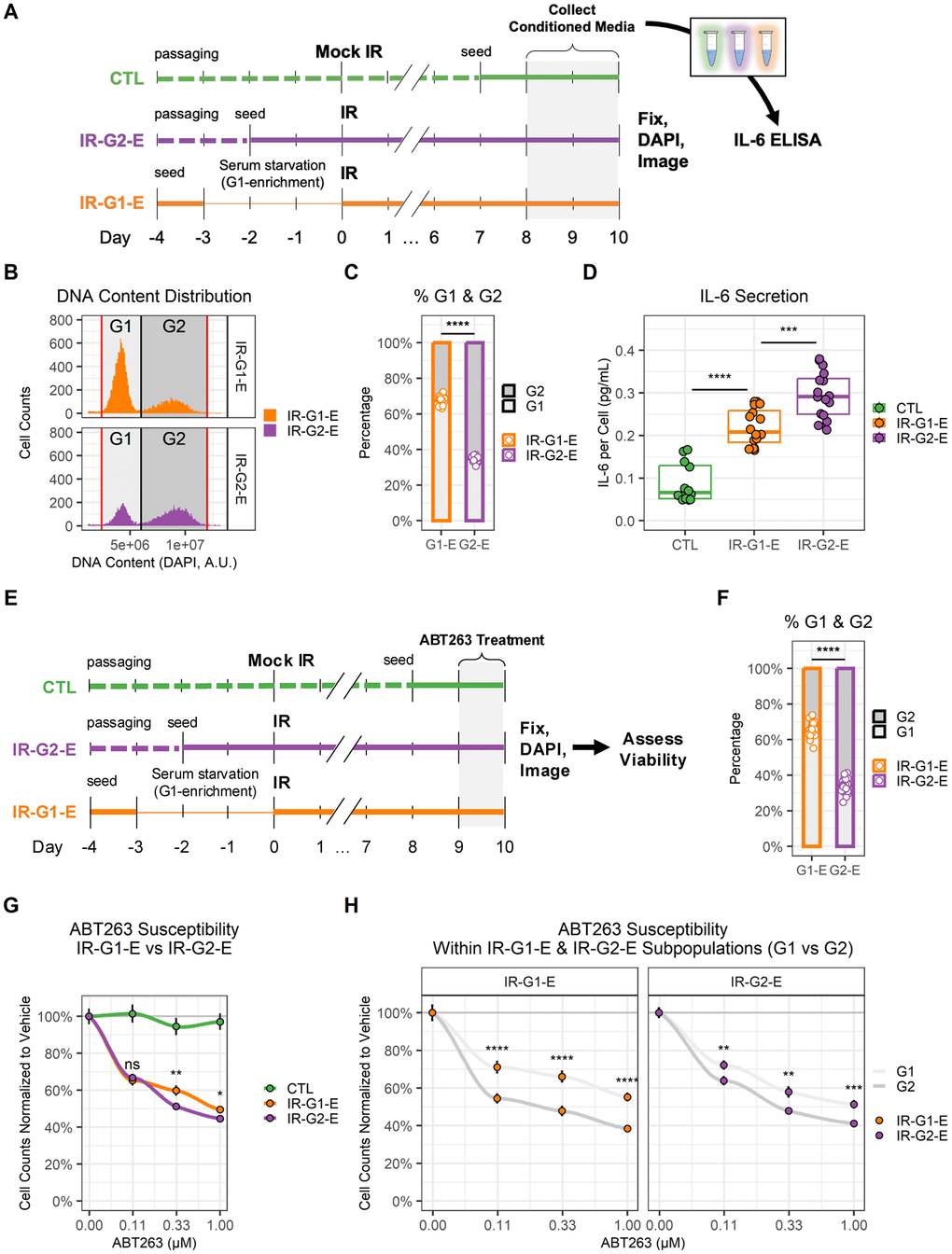 G1 and G2 senescent endothelial cells show different levels of IL-6 secretion and ABT263 susceptibility. (A) Workflow for the comparison of IL-6 secretion in G1 vs. G2 senescent endothelial cells. Three conditions were prepared: non-senescent mock-irradiated cells (CTL, green); ionizing radiation-induced senescent cells enriched in G2 (IR-G2-E, purple); ionizing radiation-induced senescent cells enriched in G1 (IR-G1-E, orange). Condition media (CM) were collected from the last 2 days of culture, after which cells were fixed, counterstained with DAPI, and imaged. IL-6 concentration was quantified by ELISA and normalized to cell counts. (B) DNA content distribution histogram, showing G1 (light grey) and G2 (dark grey) peaks in IR-G2-E and IR-G1-E senescent populations. The plot shows all IR-G2-E and IR-G1-E cells from a single representative experiment. (C) Quantification of (B), showing the sample percentages of senescent cells arrested in G1 and G2. Data shown is from 3 independent experiments; each data point is a sample (CTL n = 12; IR-G1-E and IR-G2-E n = 16). (D) IL-6 secretion across CTL, IR-G2-E, and IR-G1-E groups normalized to cell counts. Data shown are from 3 independent experiments; each data point is a sample (CTL n = 12; IR-G1-E and IR-G2-E n = 16). ***: p-value -3; ***: p-value -4; by one-way ANOVA followed by post-hoc Tukey’s test. (E) Workflow for the comparison of ABT263 susceptibility in G1 vs. G2 senescent endothelial cells. CTL, IR-G2-E, and IR-G1-E were prepared as described in (A), but cells were treated with ABT263 for the last 24 h of culture. After treatment, cells were fixed, counterstained with DAPI, and imaged. (F) Percentages of senescent cells per well arrested in G1 and G2. Data shown are from 3 independent experiments; each data point is a well (n = 30). (G) Cell viability comparison after ABT263 treatment between IR-G2-E and IR-G1-E senescent populations, measured by cell counts normalized to vehicle (0.00 μM ABT263). Data shown are mean ± SEM for each ABT263 concentration from 3 independent experiments. Viability was compared between IR-G2-E and IR-G1-E populations across all ABT263 concentrations (n = 30). ns: p-value > 0.05; *: p-value H) Cell viability comparison of G1 and G2 subpopulations within IR-G2-E and IR-G1-E populations from (G). Data shown are mean ± SEM of G1 (light grey) and G2 (dark grey) subpopulations for each ABT263 concentration from 3 independent experiments. Viability was compared between G1 and G2 cells across all ABT263 concentrations (n = 30). **: p-value -2; ***: p-value -3; ****: p-value -4; by non-parametric Mann-Whitney test corrected for multiple comparisons by FDR method.
