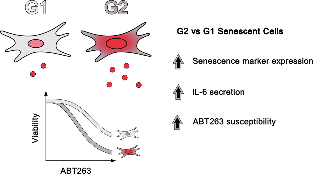 Senescent heterogeneity model based on DNA content. Compared to G1-arrested cells, G2-arrested senescent cells express higher levels of senescence-associated markers, secrete more IL-6, and are more sensitive to senolytic treatments.