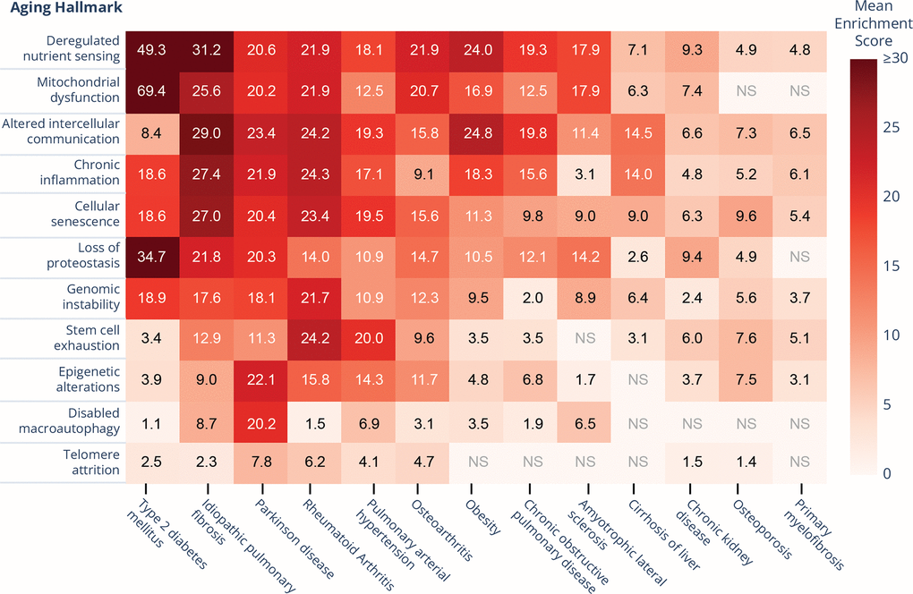 Heatmap representation of hallmark scores across 13 aging-related diseases (ARDs). Higher numbers mean higher abundance of hallmark-specific genes among an ARD's targets. Among the scored diseases, type-2 diabetes and idiopathic pulmonary fibrosis demonstrate the strongest representation across multiple hallmarks, particularly in deregulated nutrient sensing. This analysis reveals distinct patterns of hallmark involvement across different ARDs, with some hallmarks (mitochondrial dysfunction, chronic inflammation) broadly represented across multiple conditions, while others (e.g. disabled macroautophagy) show more selective disease associations. NS: Not Significant at q-value