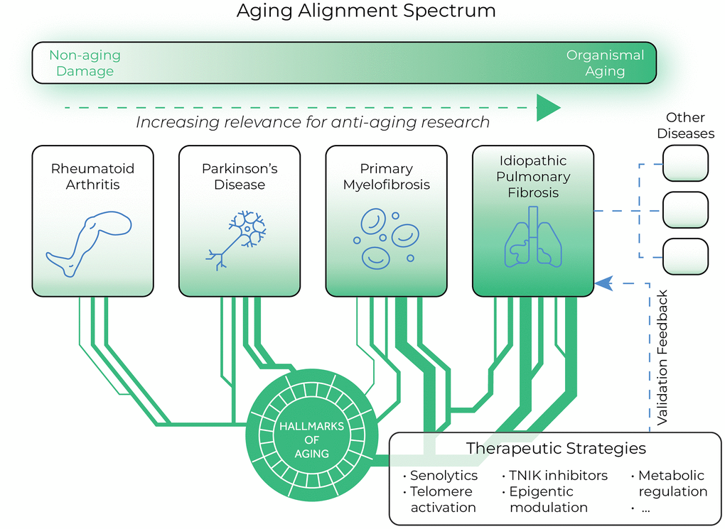 Conceptual framework for aging alignment in disease models and therapeutic development. This schematic illustrates the spectrum of aging-related diseases (ARDs) based on their mechanistic overlap with fundamental aging processes. Based on our assessment, idiopathic pulmonary fibrosis (IPF) demonstrates the strongest aging alignment. This framework supports a bidirectional approach to therapeutic development: insights from aging biology inform disease-specific interventions, while clinical efficacy in high-alignment conditions like IPF provides validation feedback for potential geroprotective strategies. The therapeutic strategies shown (senolytics, telomere activation, TNIK inhibitors, epigenetic modulation, and metabolic regulation) represent promising approaches that may translate across multiple ARDs based on their promising results in IPF models and human patients.