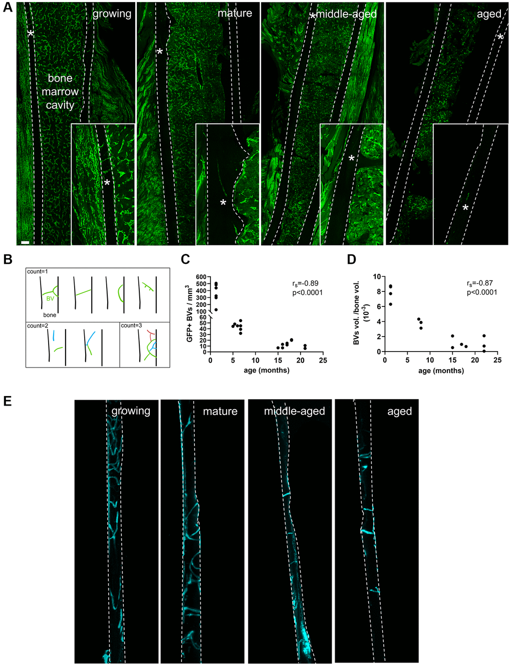 Blood vessel (BVs) network characterization. (A) GFP+ (green) blood vessels in growing, mature, middle-aged and aged femurs, scale bar = 200 μm. (B) Categorization of the branched vessels used for quantification. (C) Correlation between the number of GFP+ BVs per bone volume and age (months). (D) Correlation between the percentage of volume of BVs per mm3 of cortical bone and age (months). (E) Lectin+ (cyan) blood vessels in cortical bone in growing, mature, middle-aged and aged femurs. * indicates the blood vessel location. The dashed lines delineate bone. Statistical analyses: Spearman’s correlation.