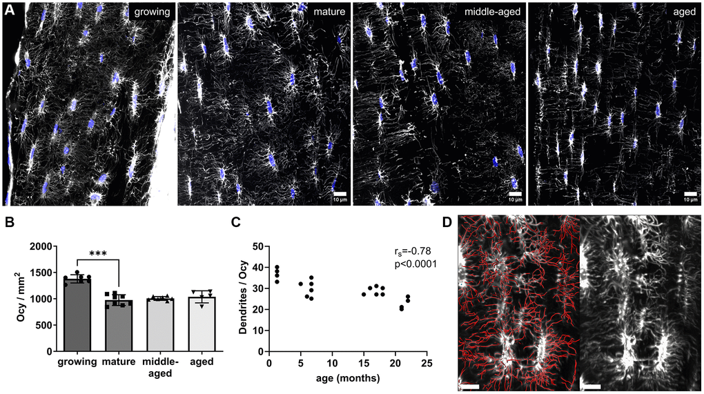 Osteocyte network age-related changes. (A) Representative images of the osteocyte network labeled with phalloidin (white) and nuclei (in blue). (B) Number of osteocyte nuclei (Ocy) per mm2 of bone (10-μm-thick section) for each group. (C) Correlation between the number of dendrites per osteocyte and age (months). (D) Modelization (in red) of the dendrites used for quantification of the number of dendrites per osteocyte (scale bar = 10 μm). The data are presented as mean ± s.d. Statistical analyses: KW, Dunn’s multiple comparison test with the mature group as reference, Spearman’s correlation, ***p 