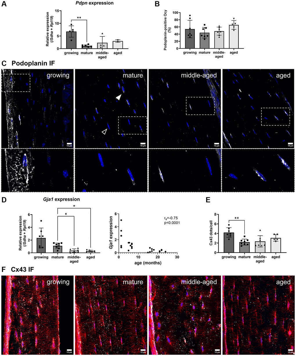 Age-related changes for the gene expression and protein synthesis of Podoplanin and Connexin 43. (A) Podoplanin gene expression. (B) Quantification of Podoplanin-positive osteocytes (Ocy) based on immunofluorescence (IF). (C) Representative images for Podoplanin immunofluorescence for the 4 groups. Podoplanin labeling appears in white (filled arrowhead), the empty arrowhead shows a negative cell, and nuclei appear in blue. (D) Gja1 gene expression and correlation with age (months). (E) Quantification of dots/cell body based on immunofluorescence. (F) Representative images for Connexin 43 immunofluorescence, Connexin 43 labeling appears in white, nuclei appear in blue. The data are presented as mean ± s.d. Statistical analyses: KW, Dunn’s multiple comparison test with the mature group as reference, Spearman’s correlation, *p **p