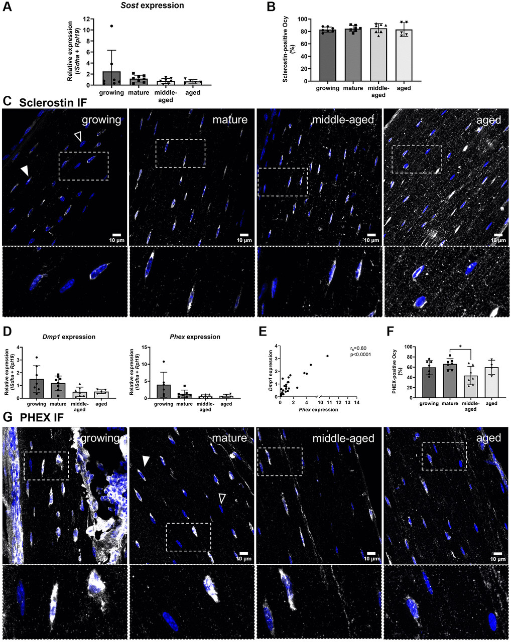 Age-related changes for the gene expression and protein synthesis of Sclerostin, DMP1 and PHEX. (A) Sost gene expression. (B) Quantification of Sclerostin-positive osteocytes (Ocy) based on immunofluorescence. (C) Representative images for Sclerostin immunofluorescence for the 4 groups, Sclerostin labeling appears in white (filled arrowhead), the empty arrowhead shows a negative cell, nuclei appear in blue. (D) Dmp1 and Phex gene expressions. (E) Correlation between Dmp1 and Phex expression in osteocytes from growing, mature, middle-aged, aged animals. (F) Quantification of PHEX-positive osteocytes based on immunofluorescence during aging. (G) Representative images for PHEX immunofluorescence for the 4 age groups, PHEX labeling appears in white (filled arrowhead), the empty arrow shows a negative cell, nuclei appear in blue. The data are presented as mean ± s.d. Statistical analyses: KW, Dunn’s multiple comparison test with the mature group as reference, *p 